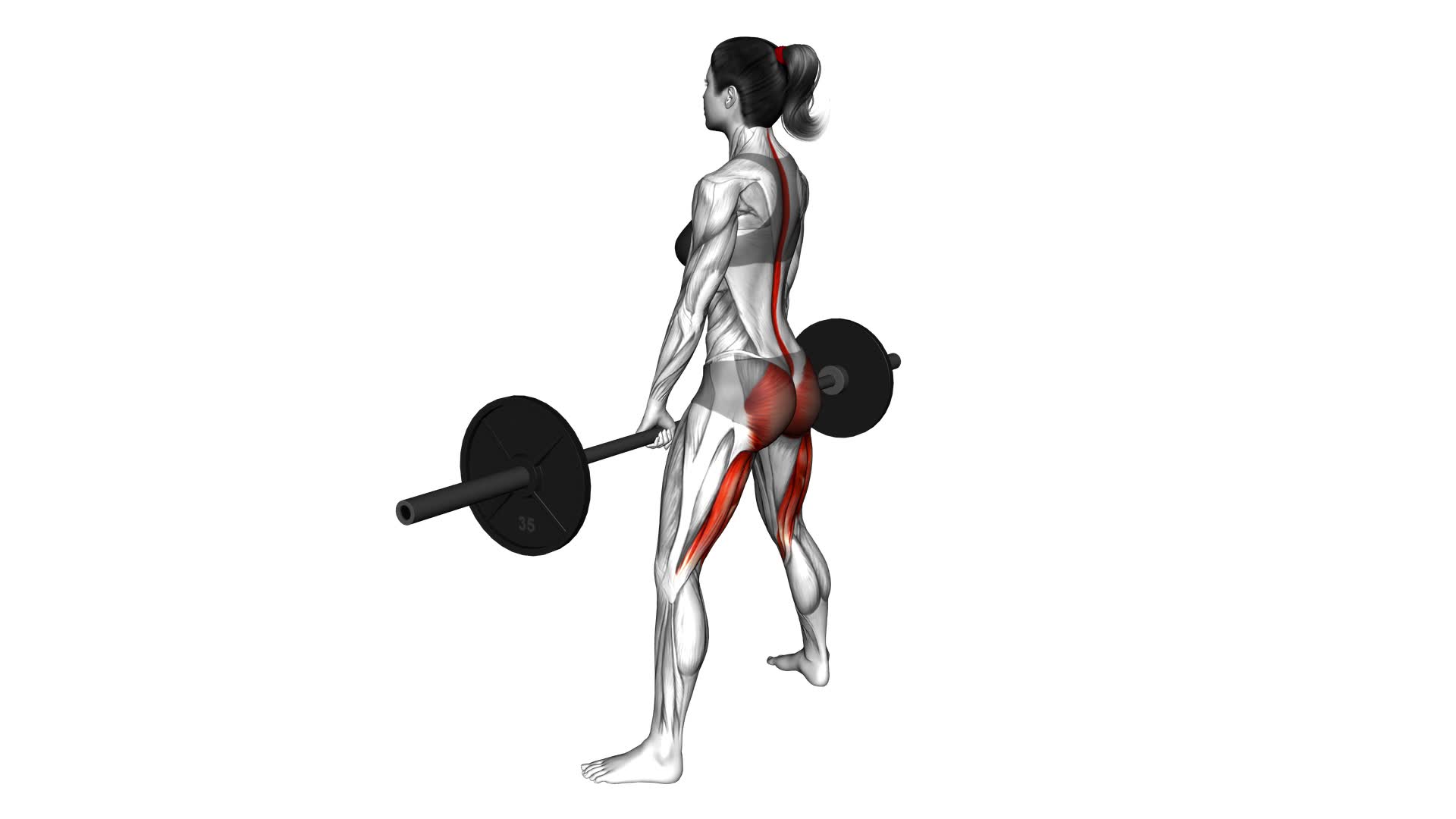 Barbell Sumo Romanian Deadlift (female) - Video Exercise Guide & Tips