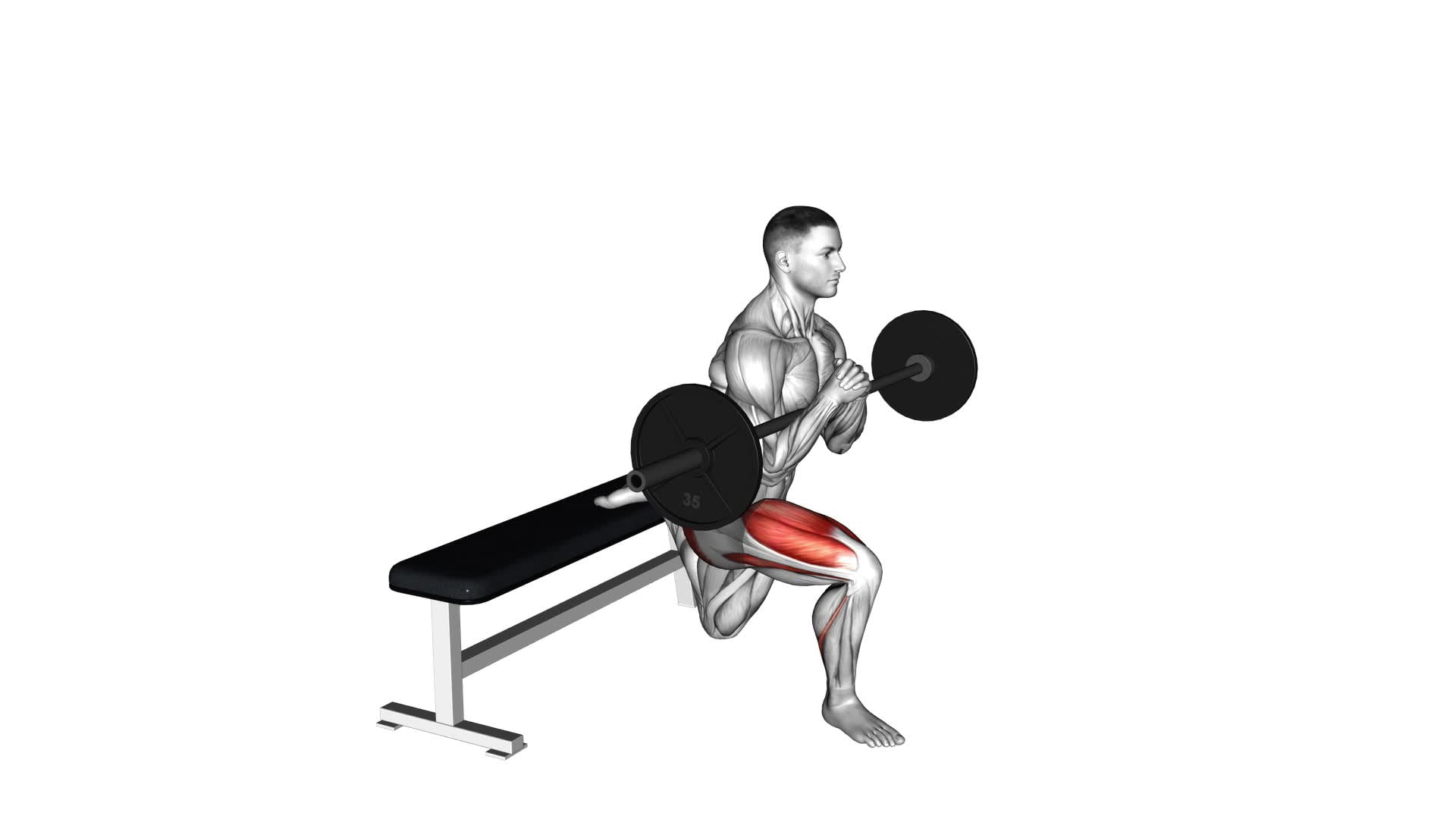 Barbell Zercher Bulgarian Split Squat (male) - Video Exercise Guide & Tips