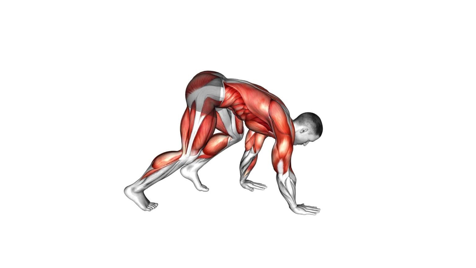 Master The Bear Walk: Video Guide & Tips For Male Fitness
