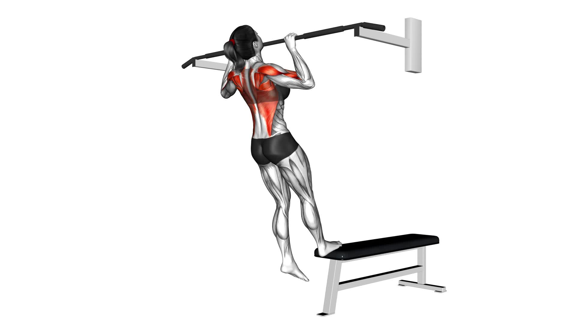 Bench Pull-ups (female) - Video Exercise Guide & Tips