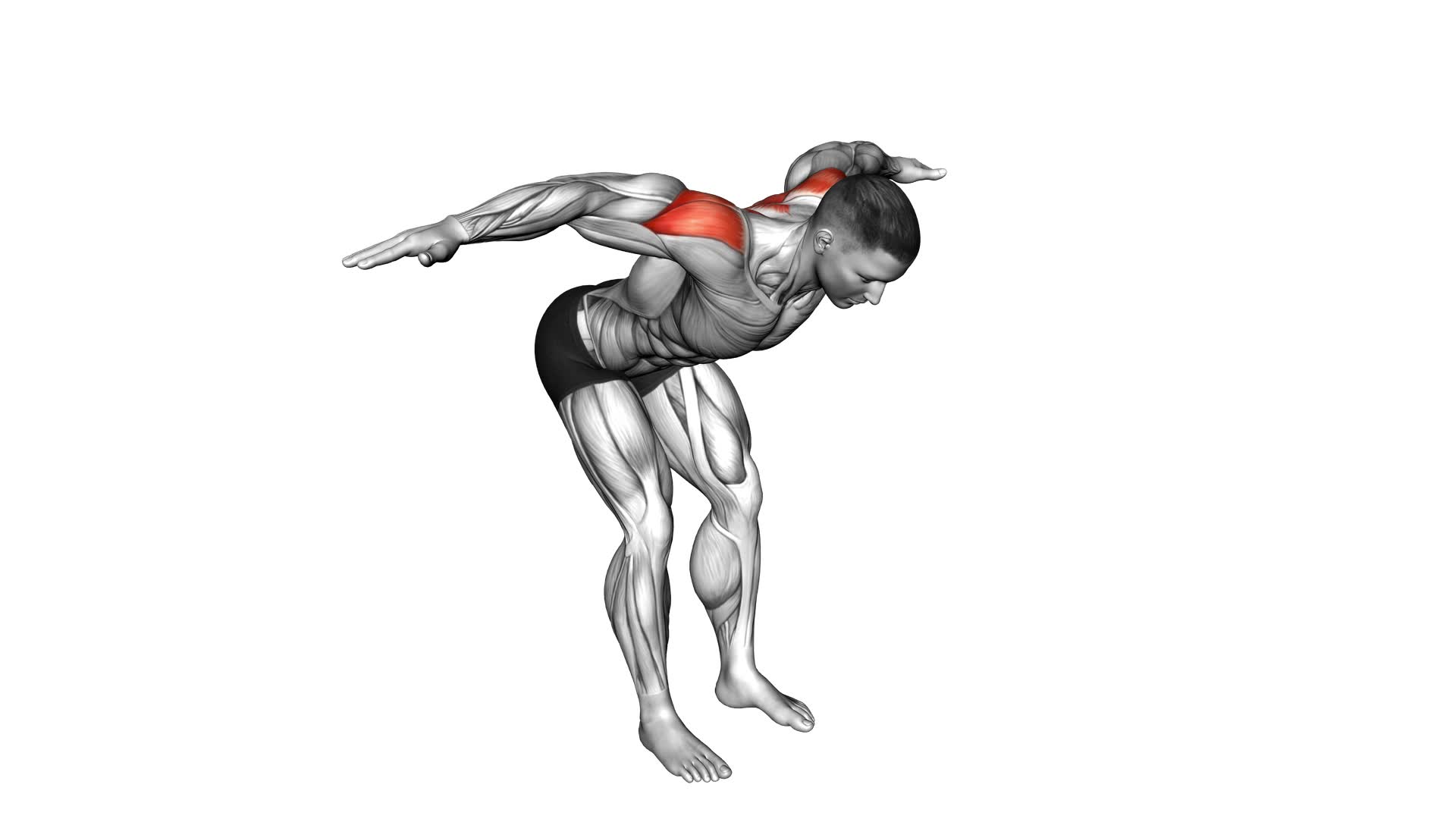 Bodyweight Bent Over Rear Delt Fly - Exercise Guide & Tips