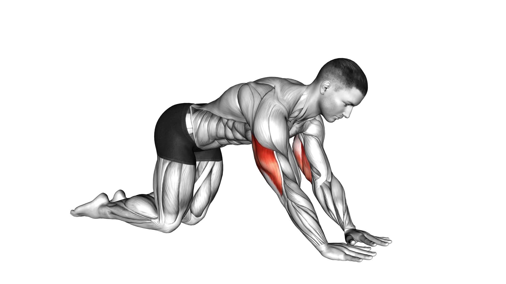 Bodyweight Kneeling Triceps Extension - Video Exercise Guide & Tips