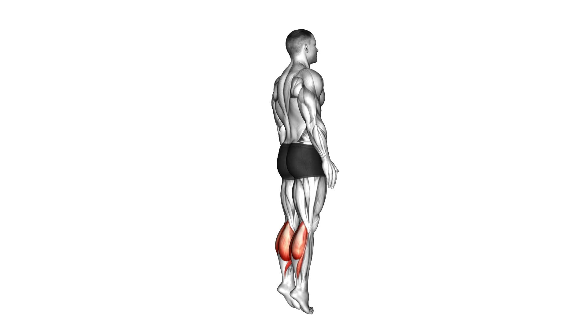 Bodyweight Standing Calf Raise - Video Exercise Guide & Tips