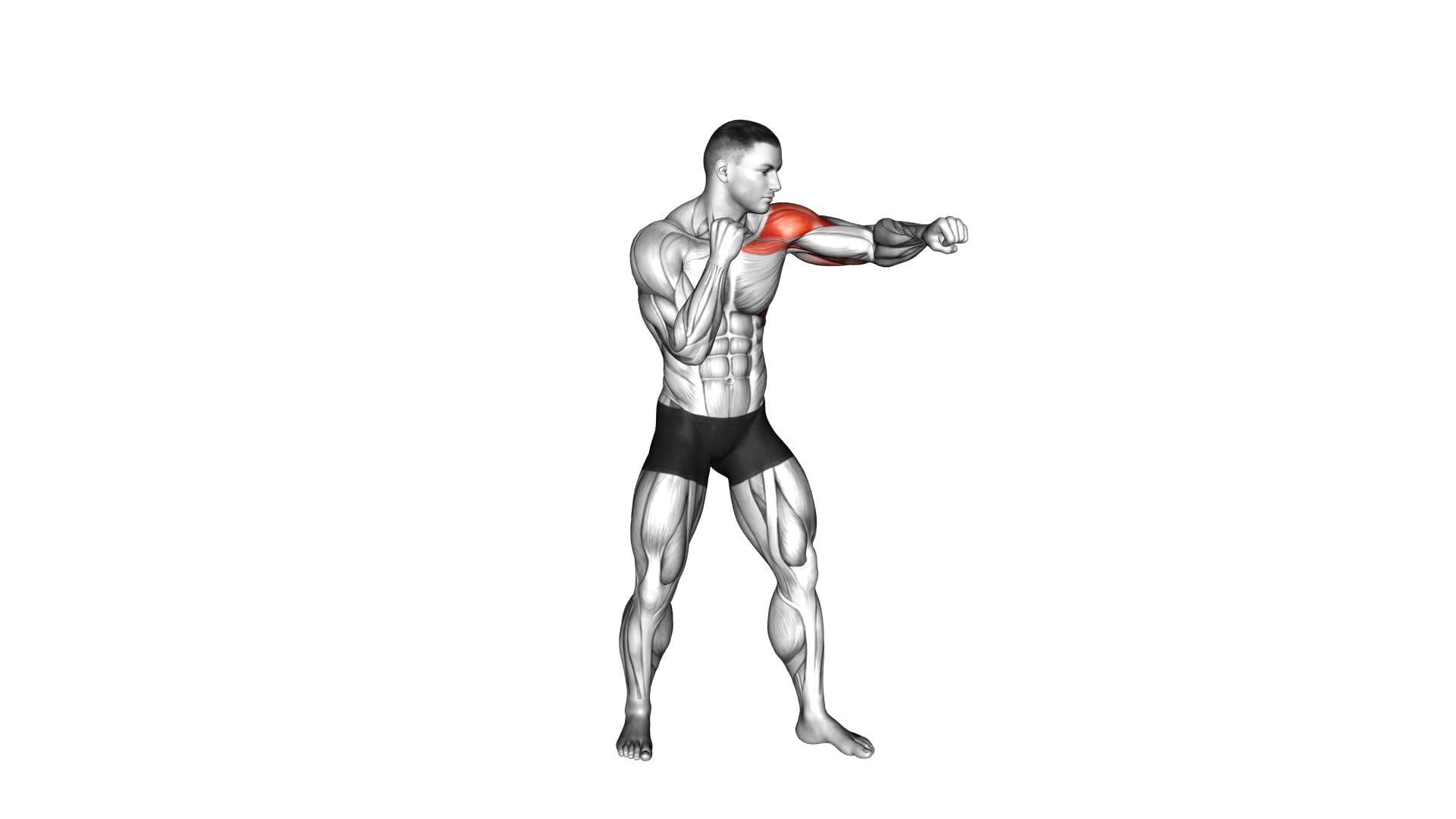 Boxing Jab - Video Exercise Guide & Tips