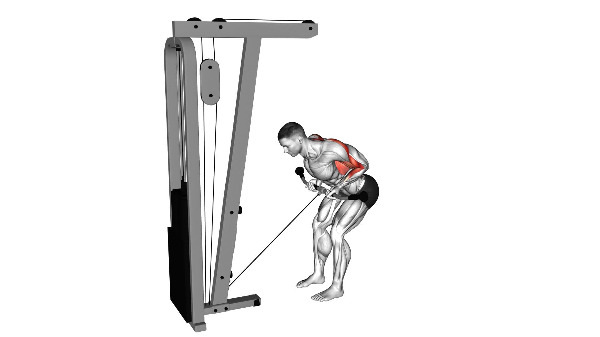 Cable Bent Over Reverse Grip Row - Video Exercise Guide & Tips
