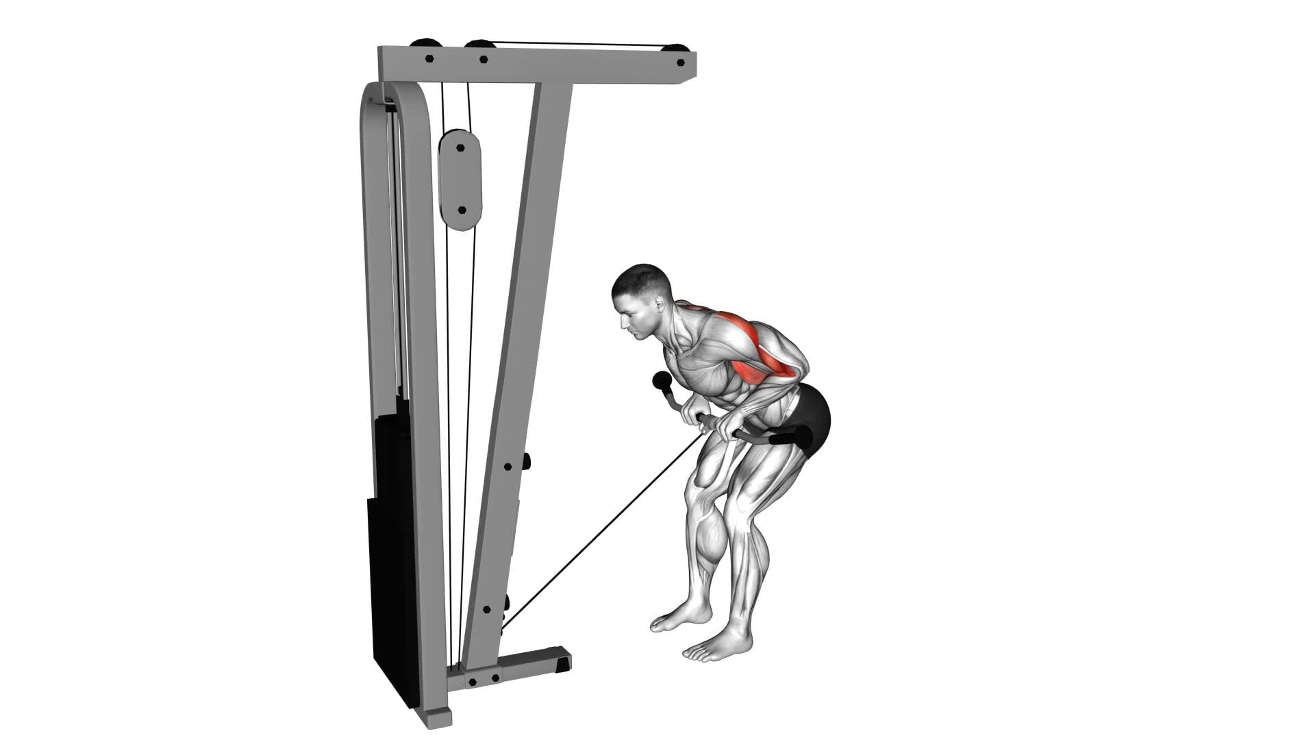 Cable Bent Over Row - Video Exercise Guide & Tips