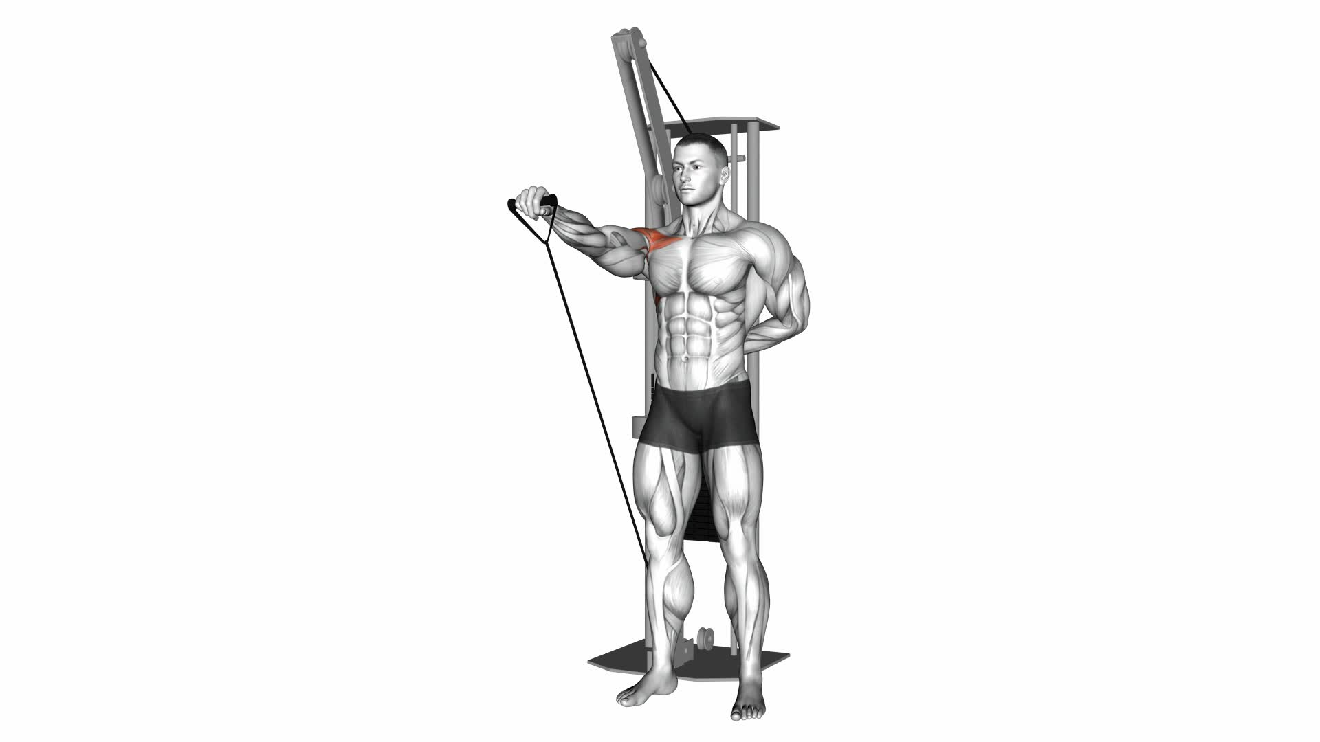 Cable Forward Raise - Video Exercise Guide & Tips