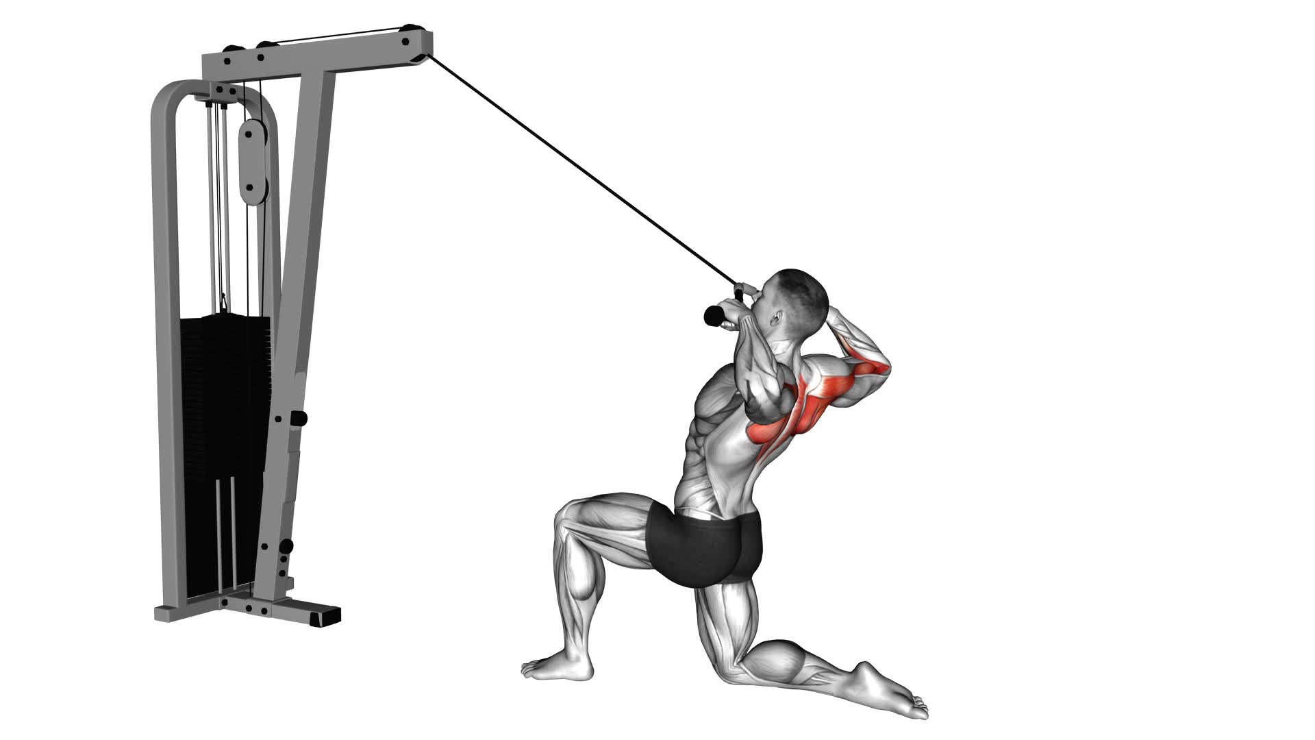 Cable Kneeling Rear Delt Row (With Rope) (Male) - Video Exercise Guide & Tips