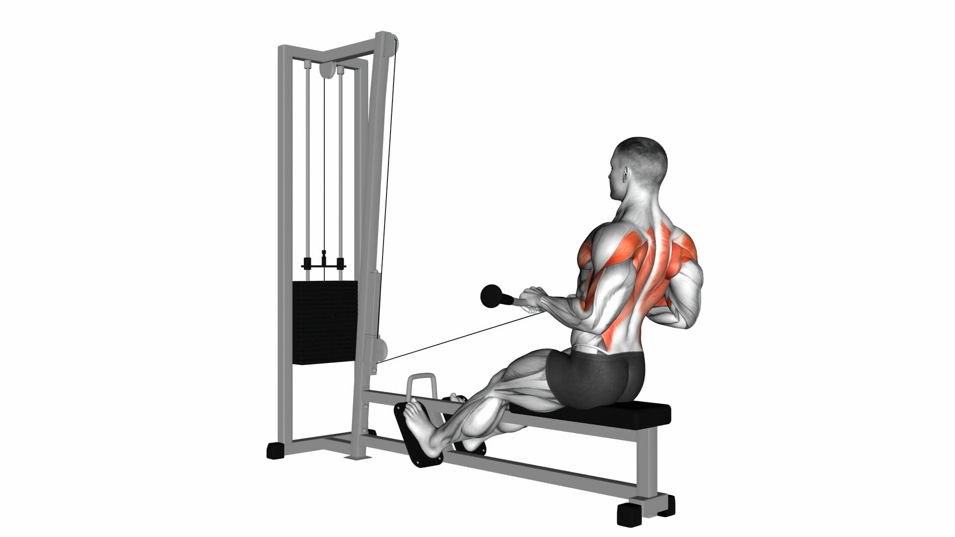 Cable Low Seated Row - Video Exercise Guide & Tips