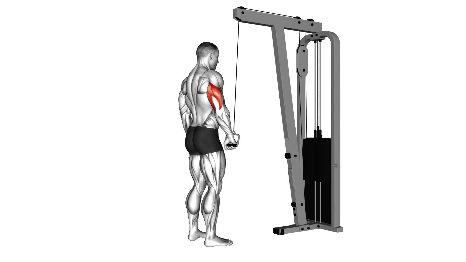 Cable One Arm Tricep Pushdown - Video Exercise Guide & Tips