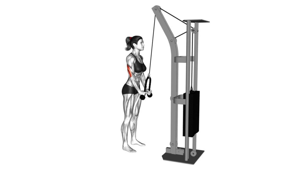 Cable Triceps Pushdown Single Arm Rope Attachment Video Guide Tips Cable Triceps Pushdown Single Arm Rope Attachment Video Guide Tips