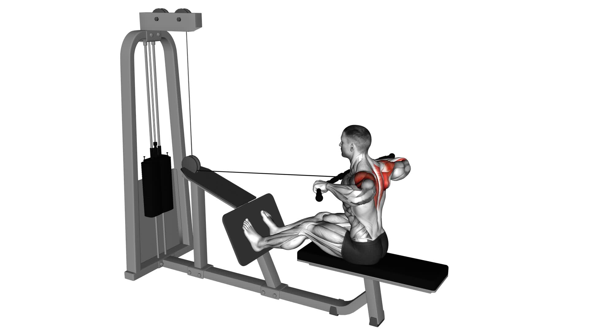 Cable Rear Delt Row - Video Exercise Guide & Tips