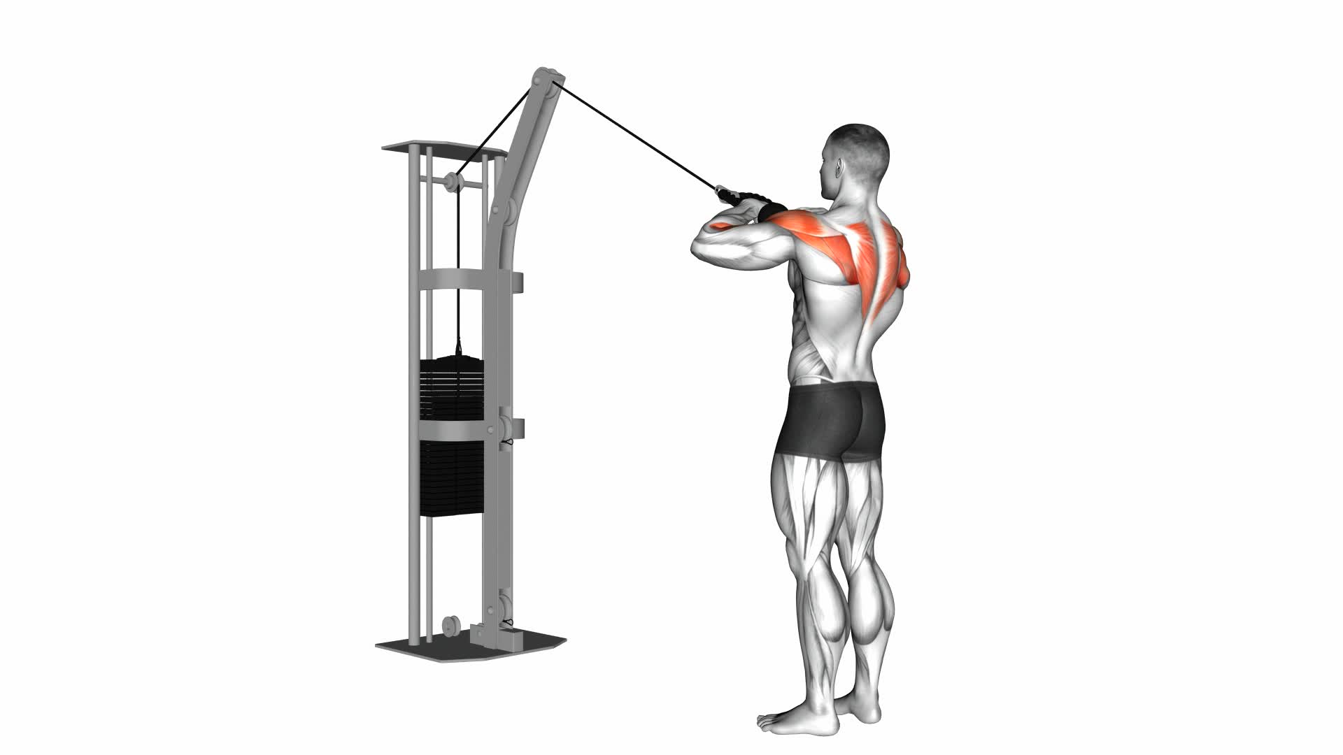 Cable Rear Delt Row (With Rope) - Video Exercise Guide & Tips