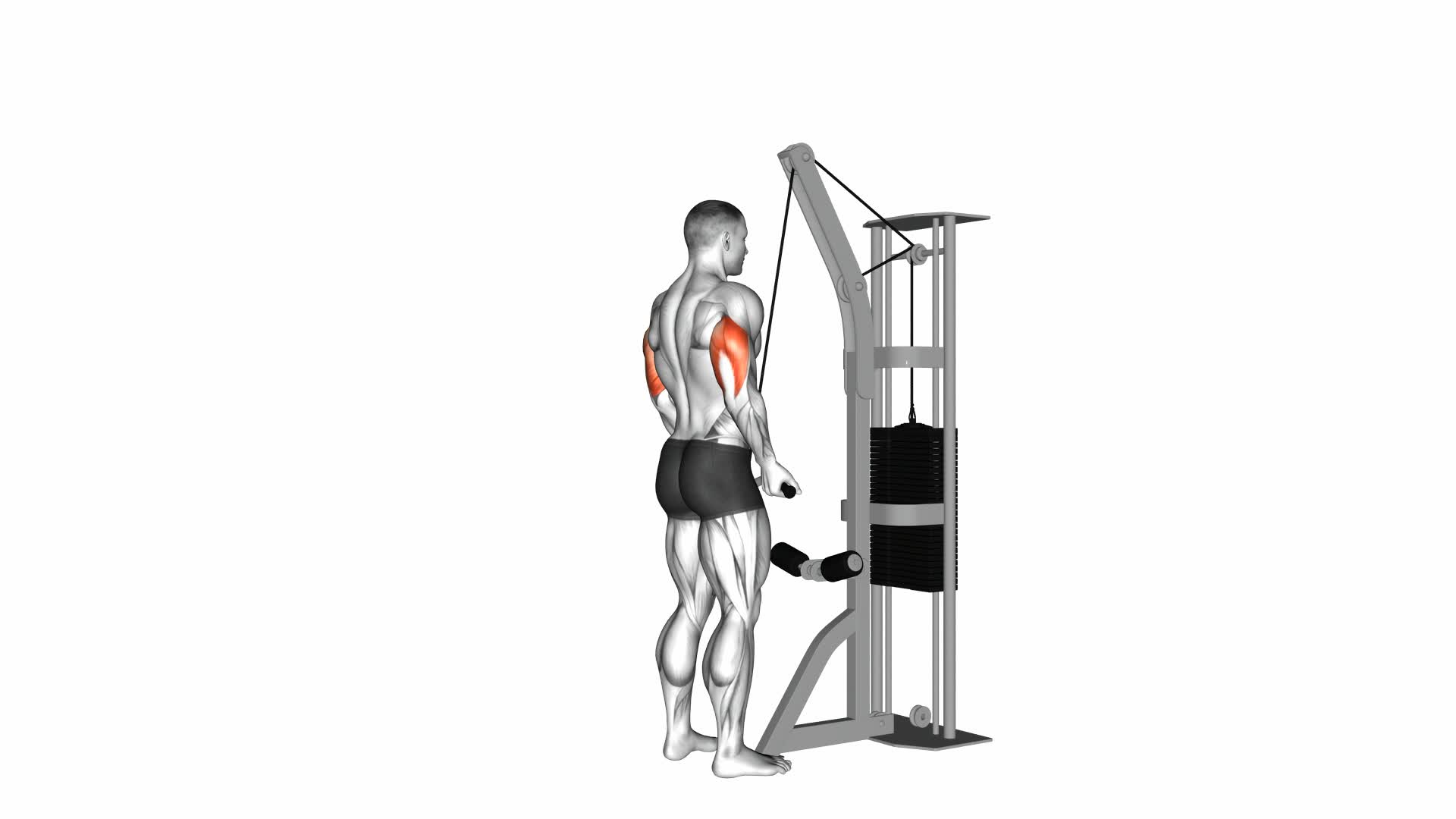 Cable Reverse Grip Triceps Pushdown (SZ-bar) - Video Exercise Guide & Tips