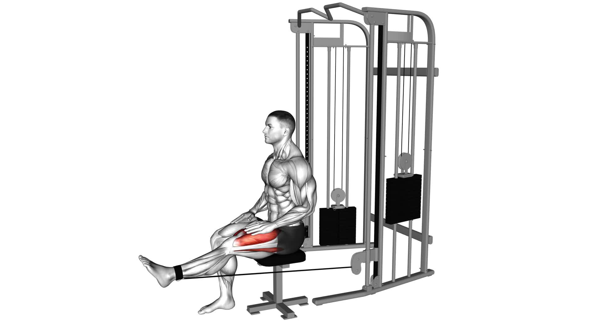 Cable Seated Leg Extension - Video Exercise Guide & Tips