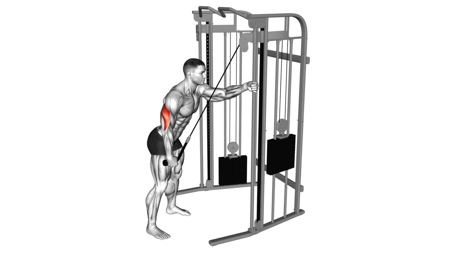 Cable Triceps Pushdown Single Arm Rope Attachment Video Guide And Tips