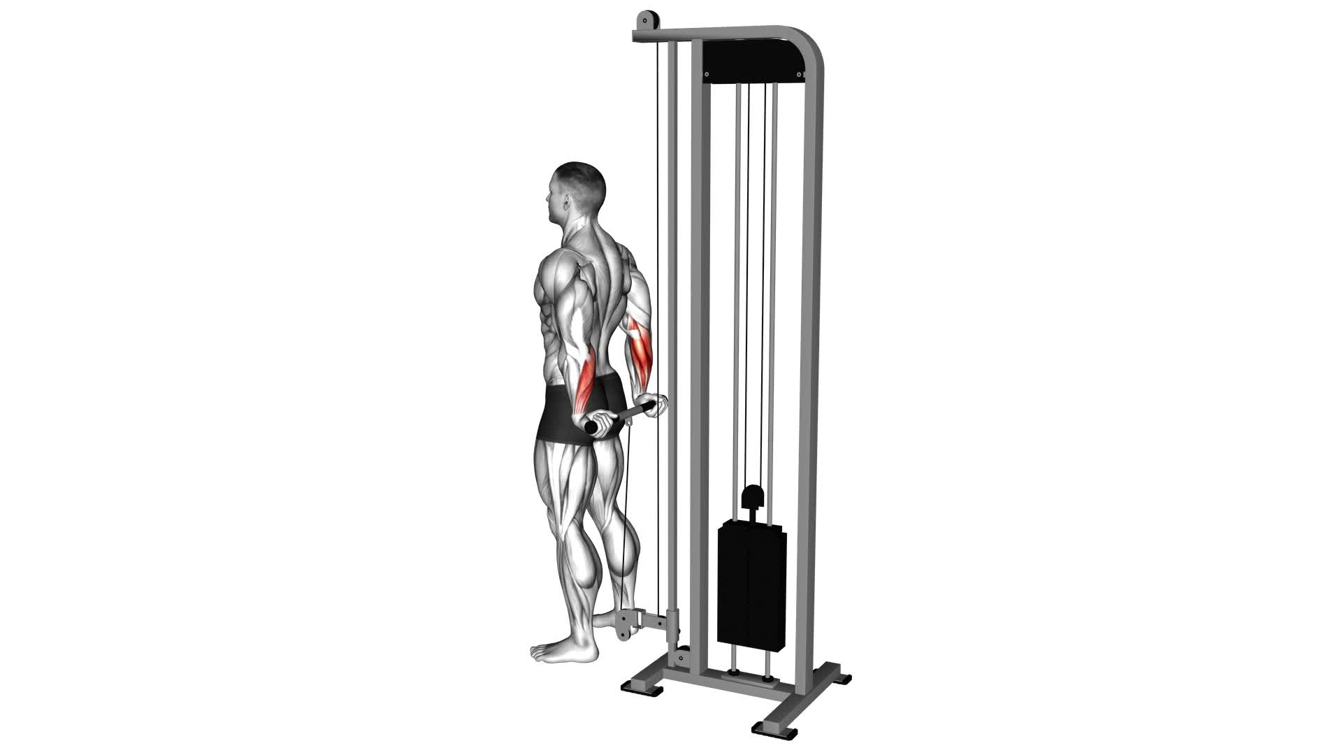 Cable Standing Back Wrist Curl - Video Exercise Guide & Tips