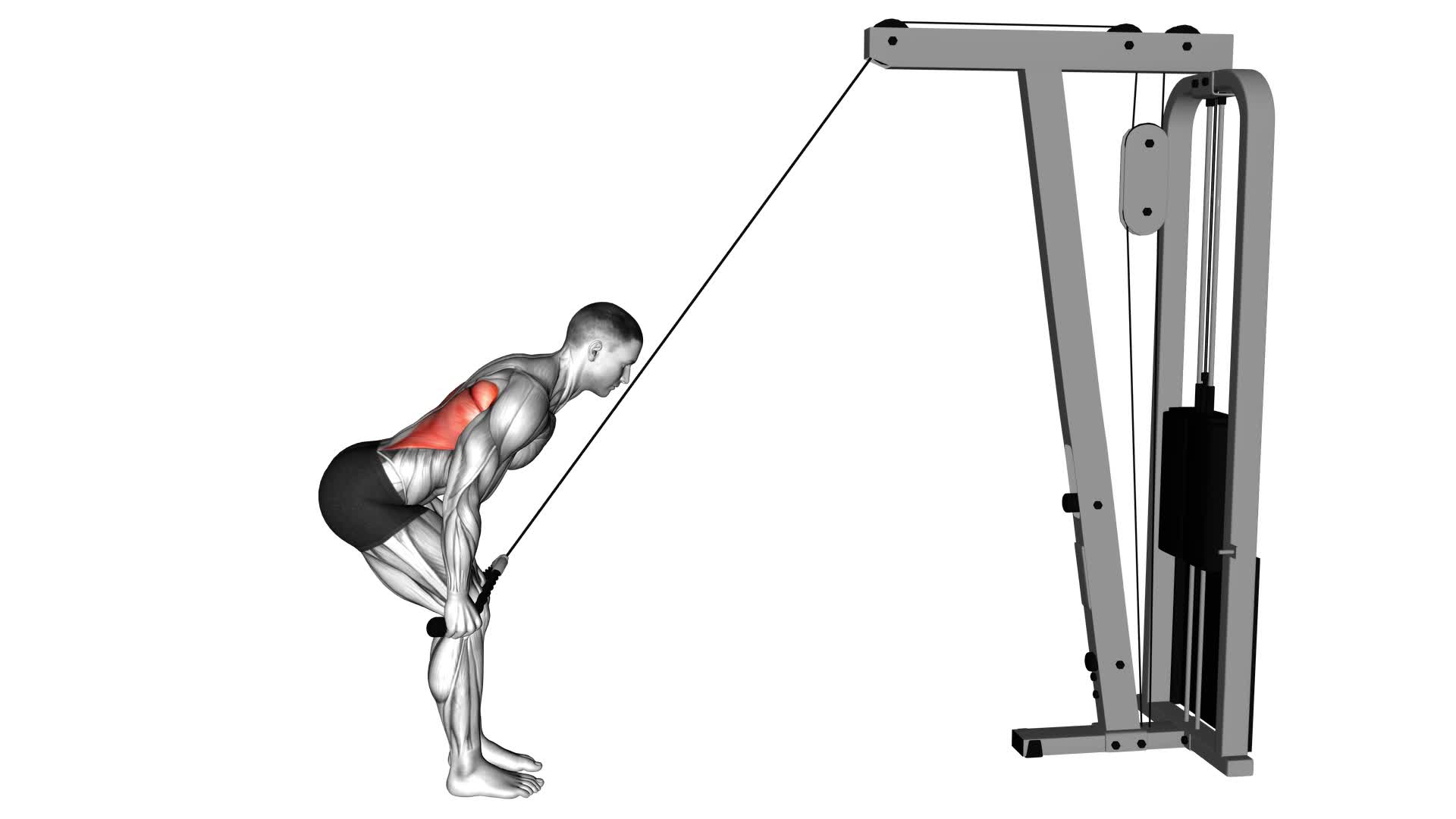 Cable Standing Lat Pushdown (Rope Equipment) - Video Exercise Guide & Tips
