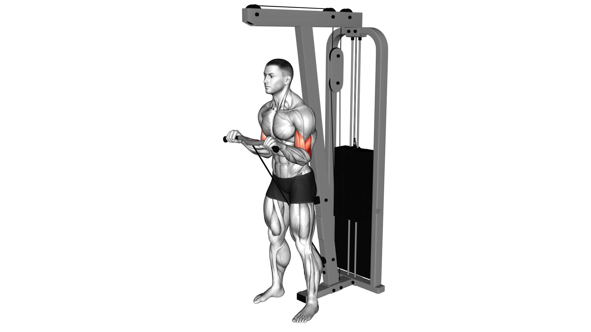 Cable Standing Reverse Curl (Sz Bar) - Video Exercise Guide & Tips