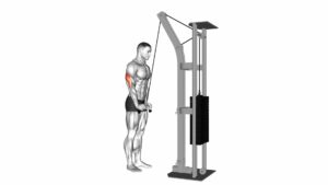 Cable Triceps Pushdown (V-Bar Attachment) - Video Exercise Guide & Tips