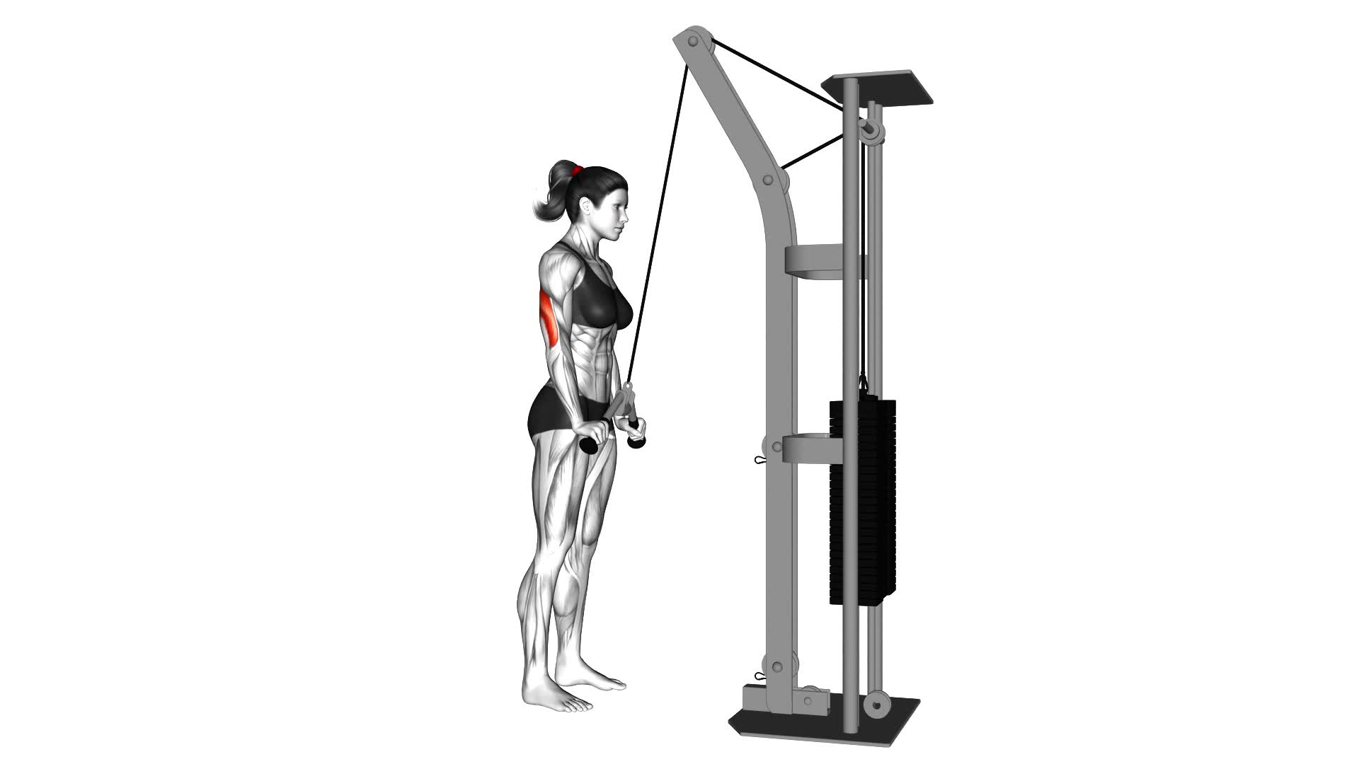 Cable Triceps Pushdown (V Bar) (Female) - Video Exercise Guide & Tips