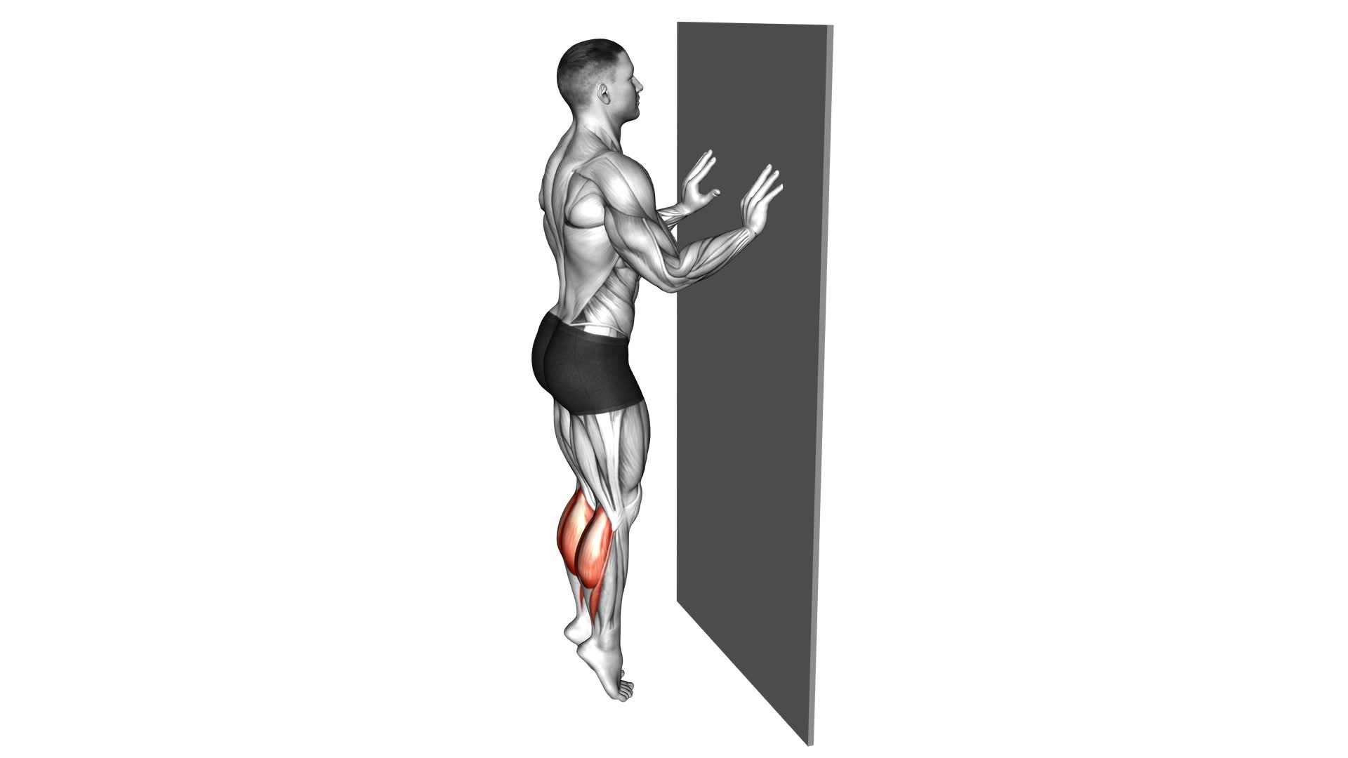 Calf Raise With Wall Support - Video Exercise Guide & Tips