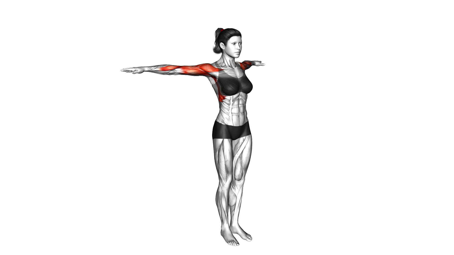 Circles Arm (female) - Video Exercise Guide & Tips