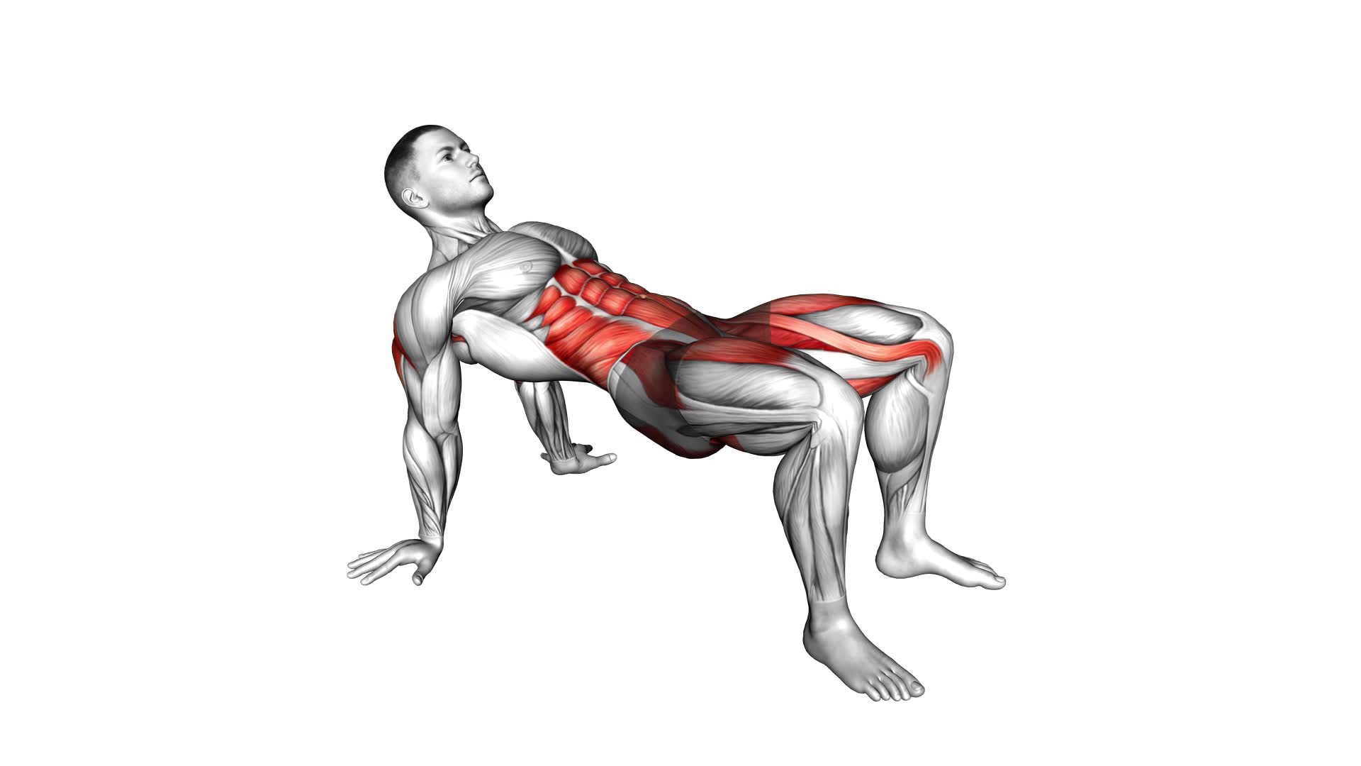 Crab Knee to Elbow (male) - Video Exercise Guide & Tips