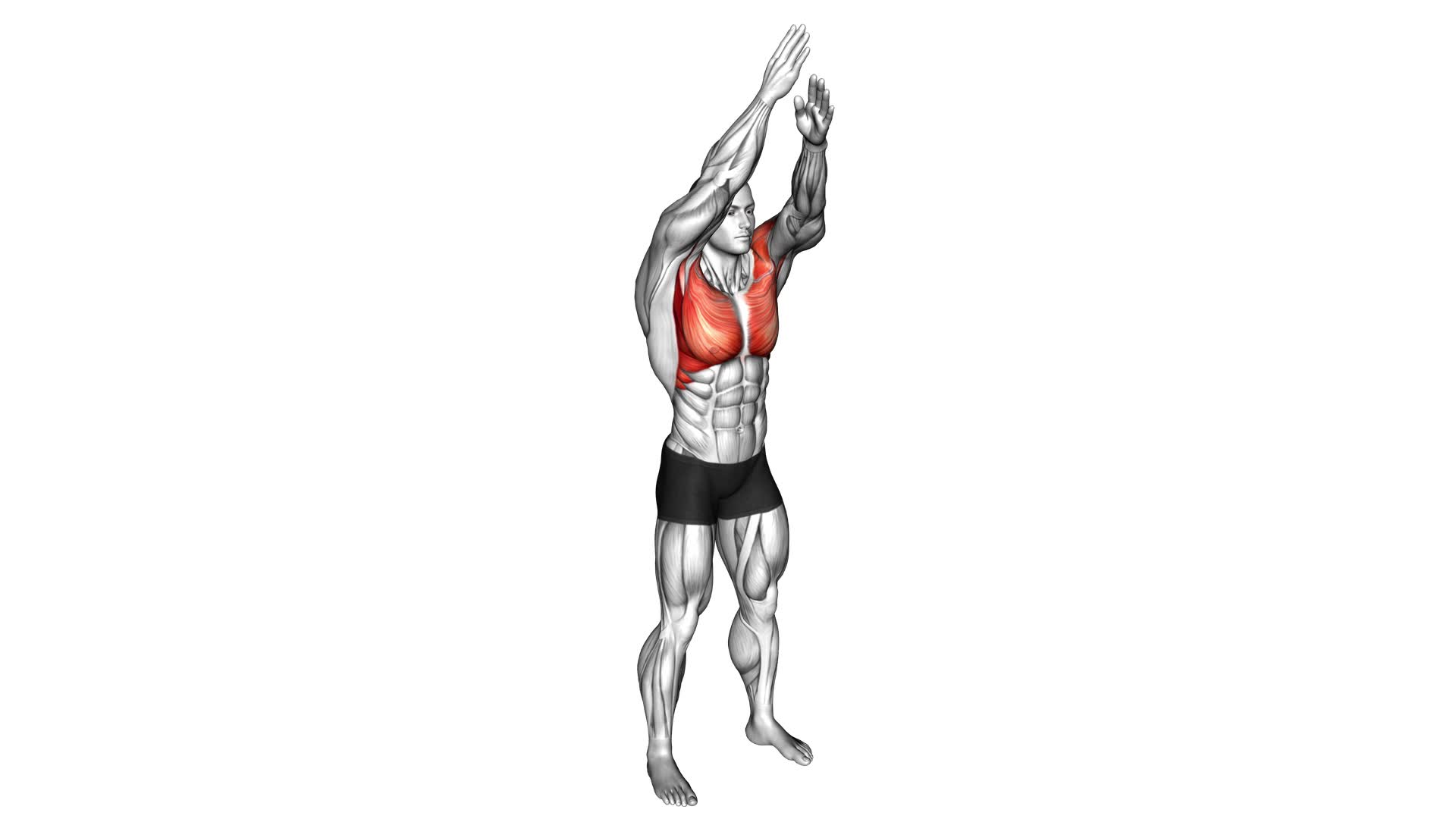 Criss Cross Arms Lift (male) - Video Exercise Guide & Tips