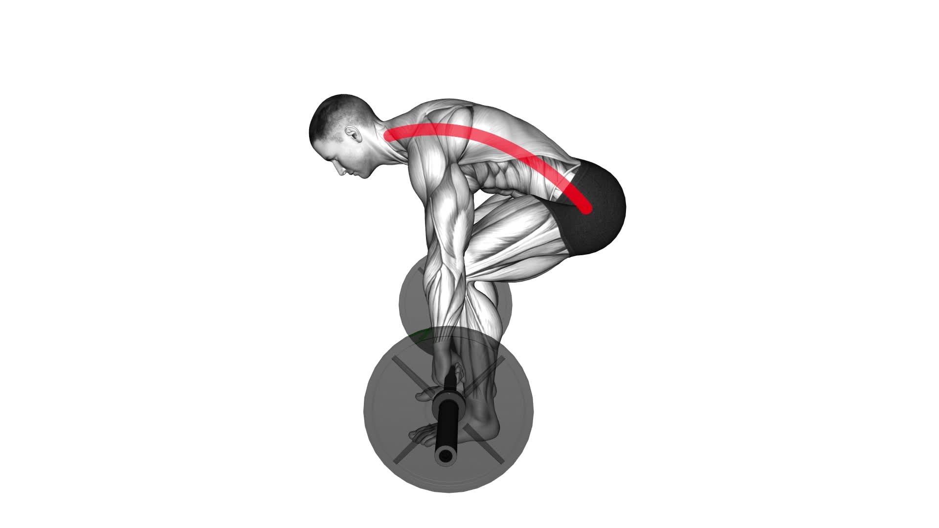 Deadlift - Back (WRONG RIGHT) - Video Exercise Guide & Tips
