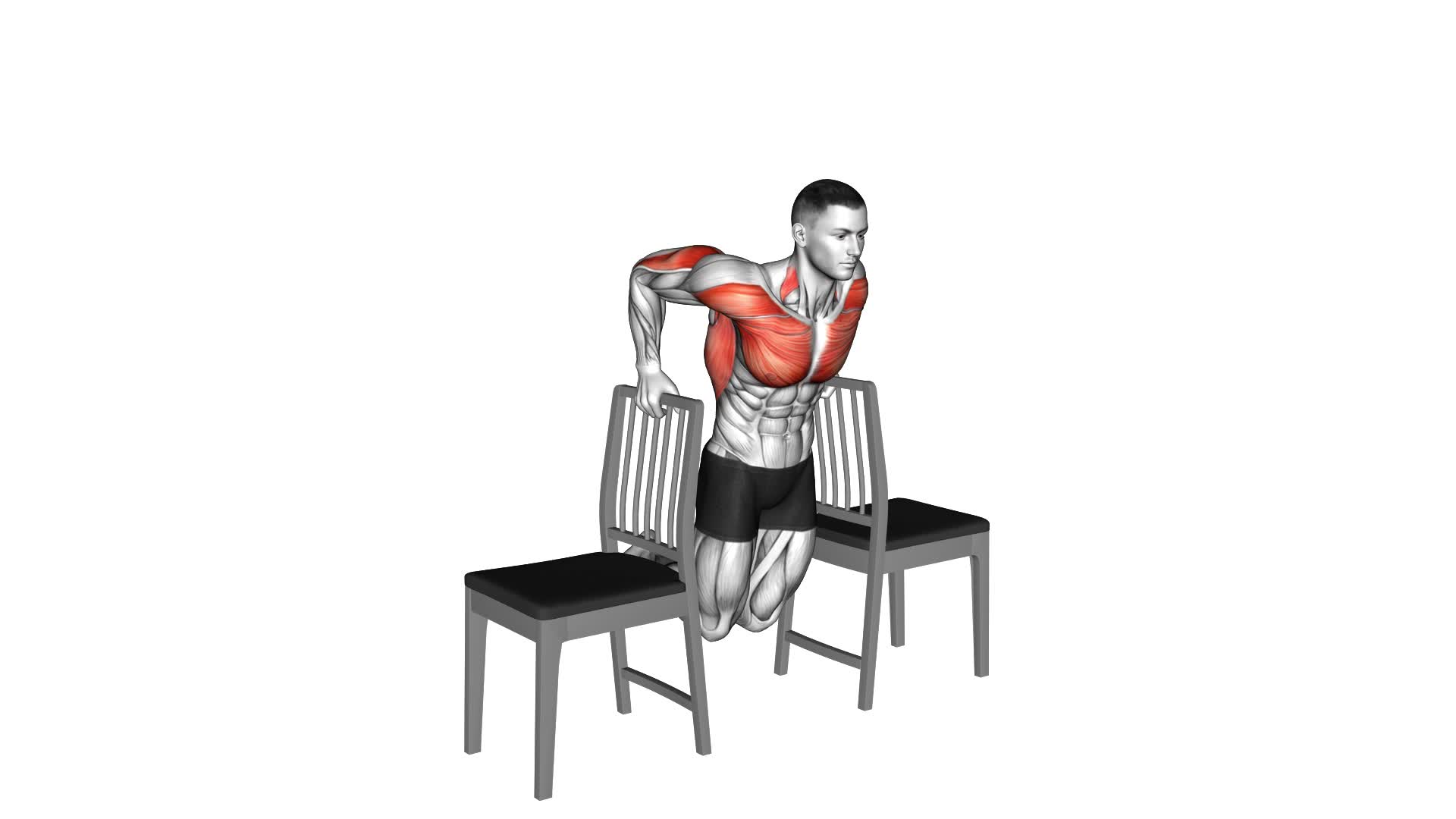 Dips Between Chairs - Video Exercise Guide & Tips