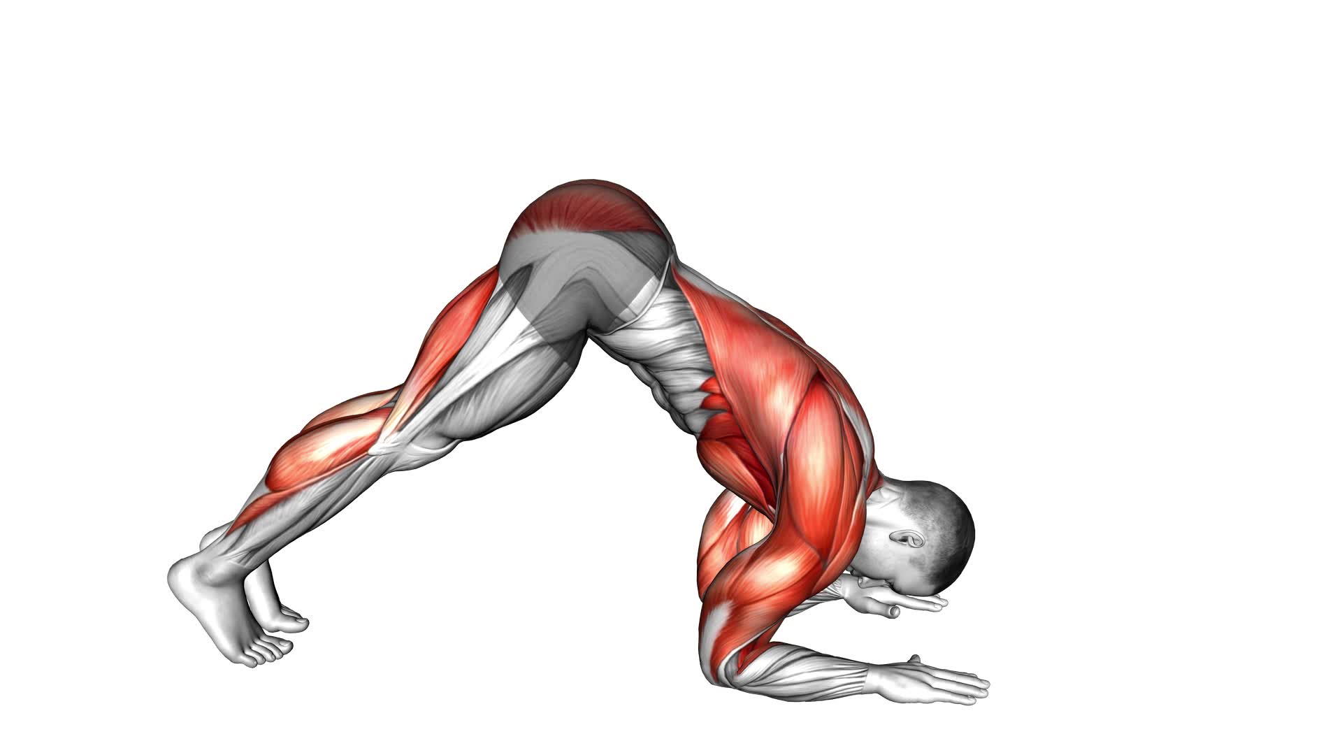 Dolphin Pose (male) - Video Exercise Guide & Tips