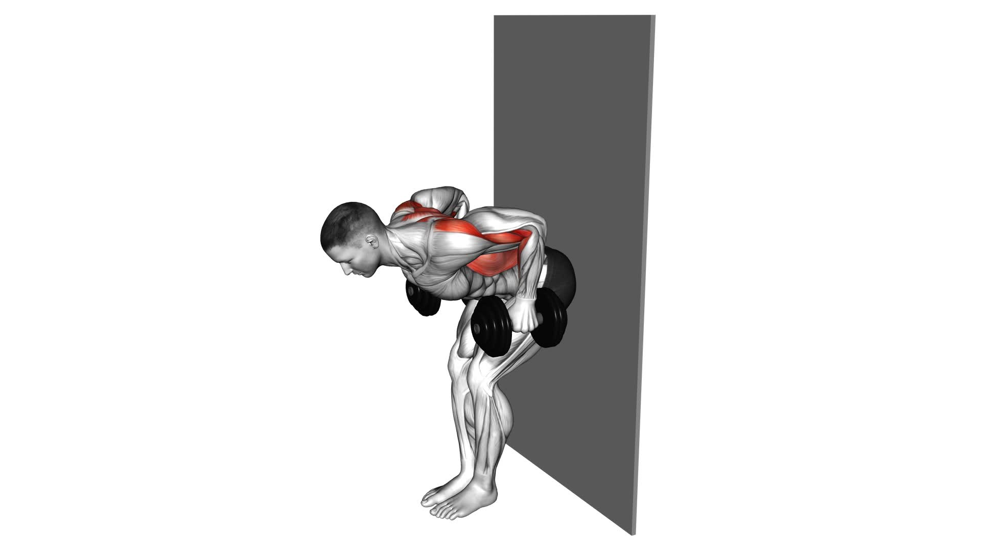 Dumbbell Bent Over Row Against Wall - Video Exercise Guide & Tips