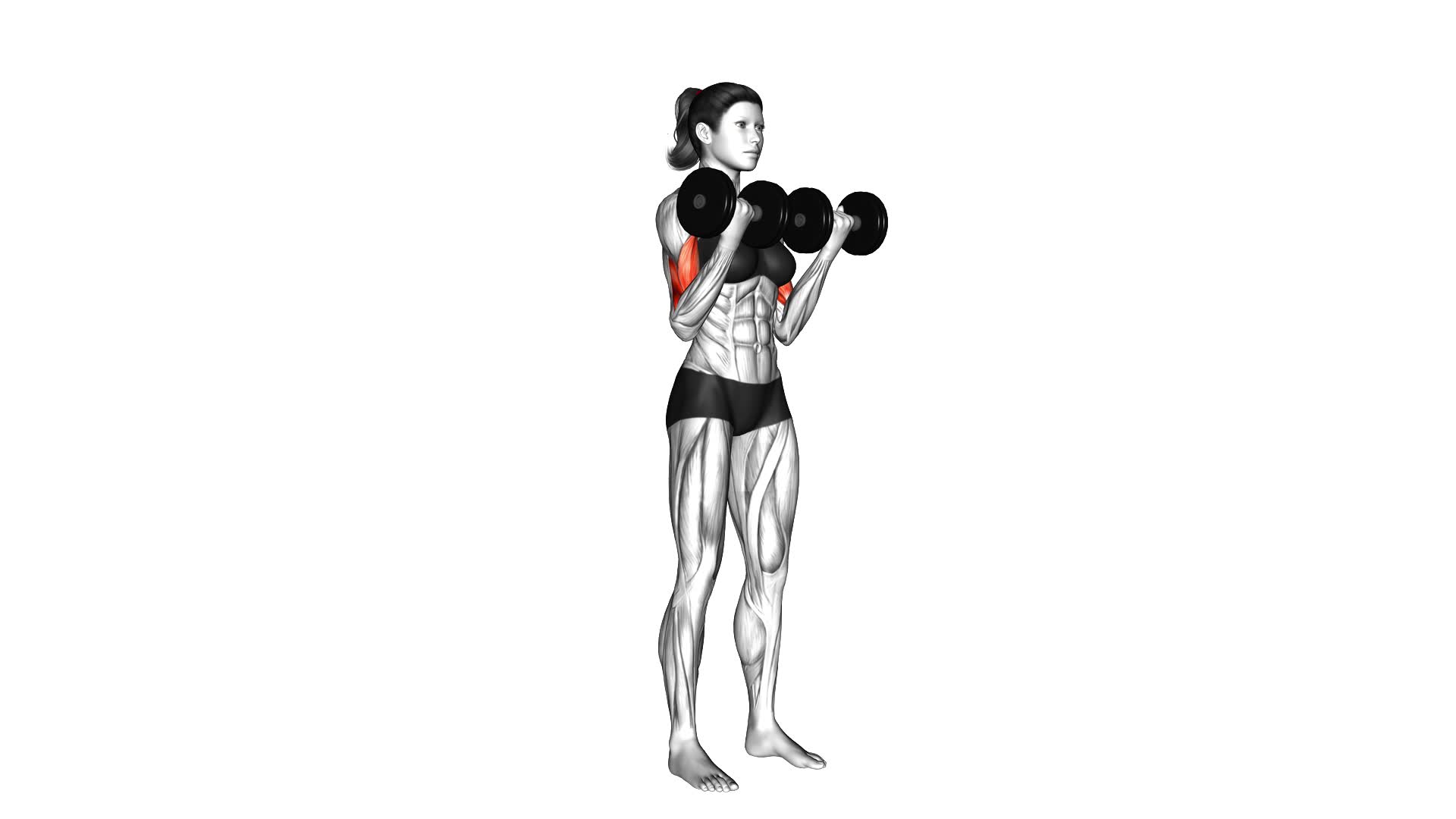 Dumbbell Biceps Curl (female) - Video Exercise Guide & Tips