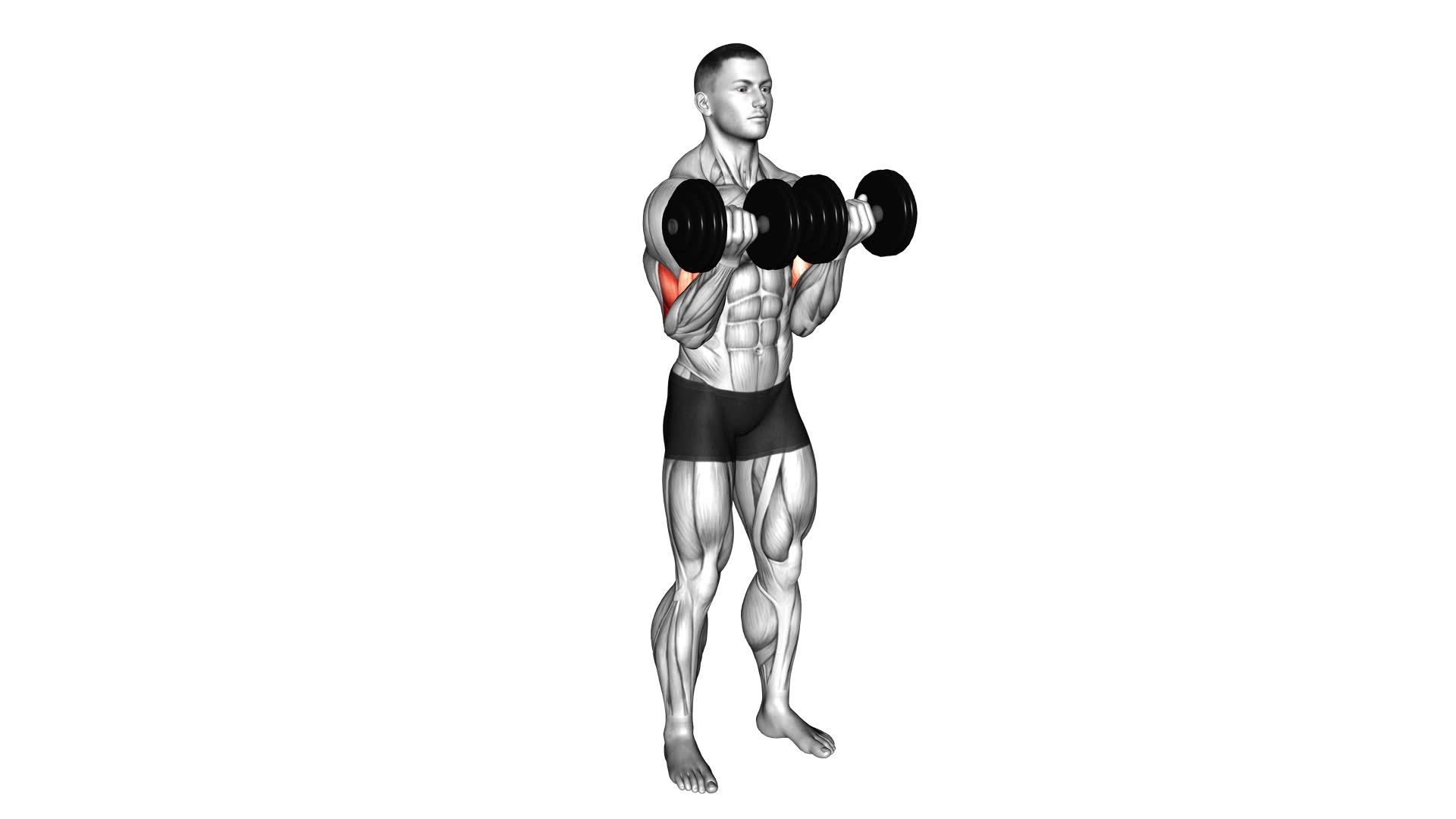 Dumbbell Close-Grip Curl - Video Exercise Guide & Tips