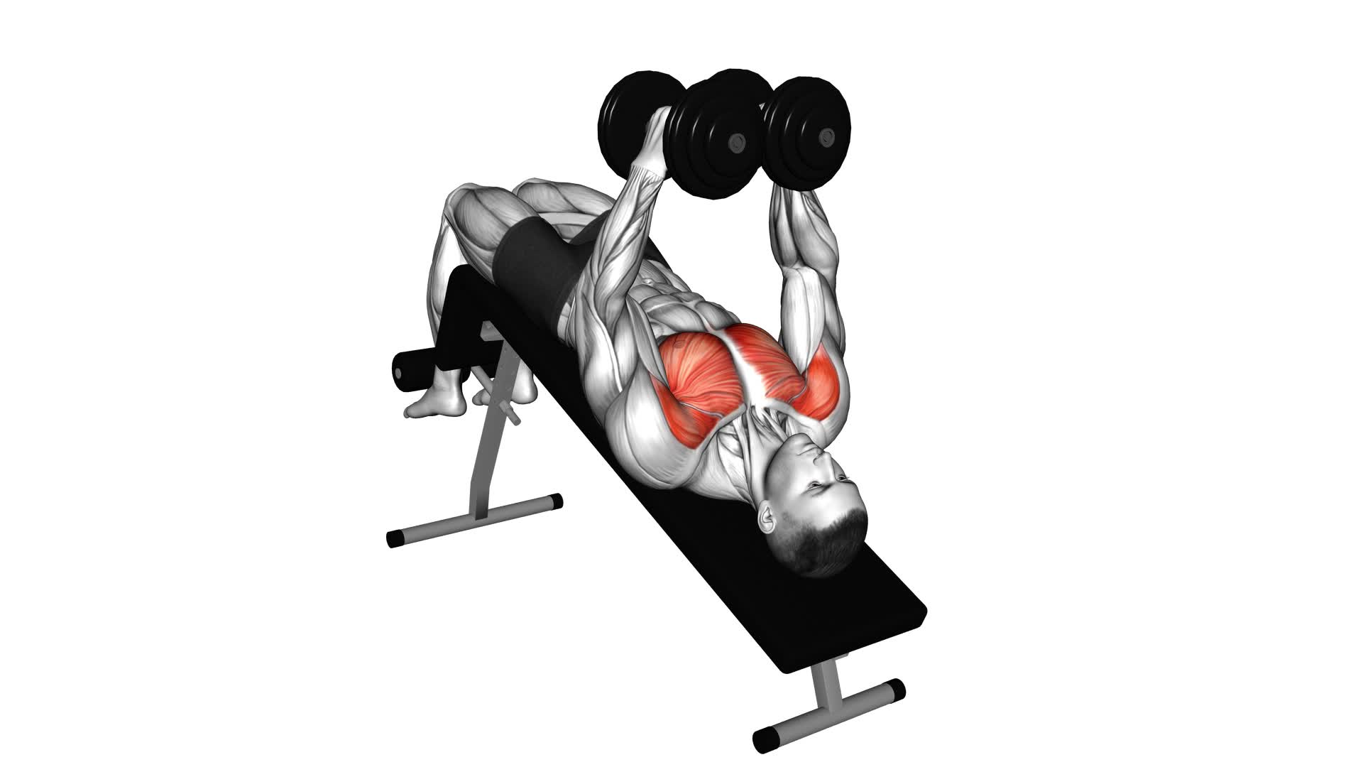 Dumbbell Decline Fly - Video Exercise Guide & Tips