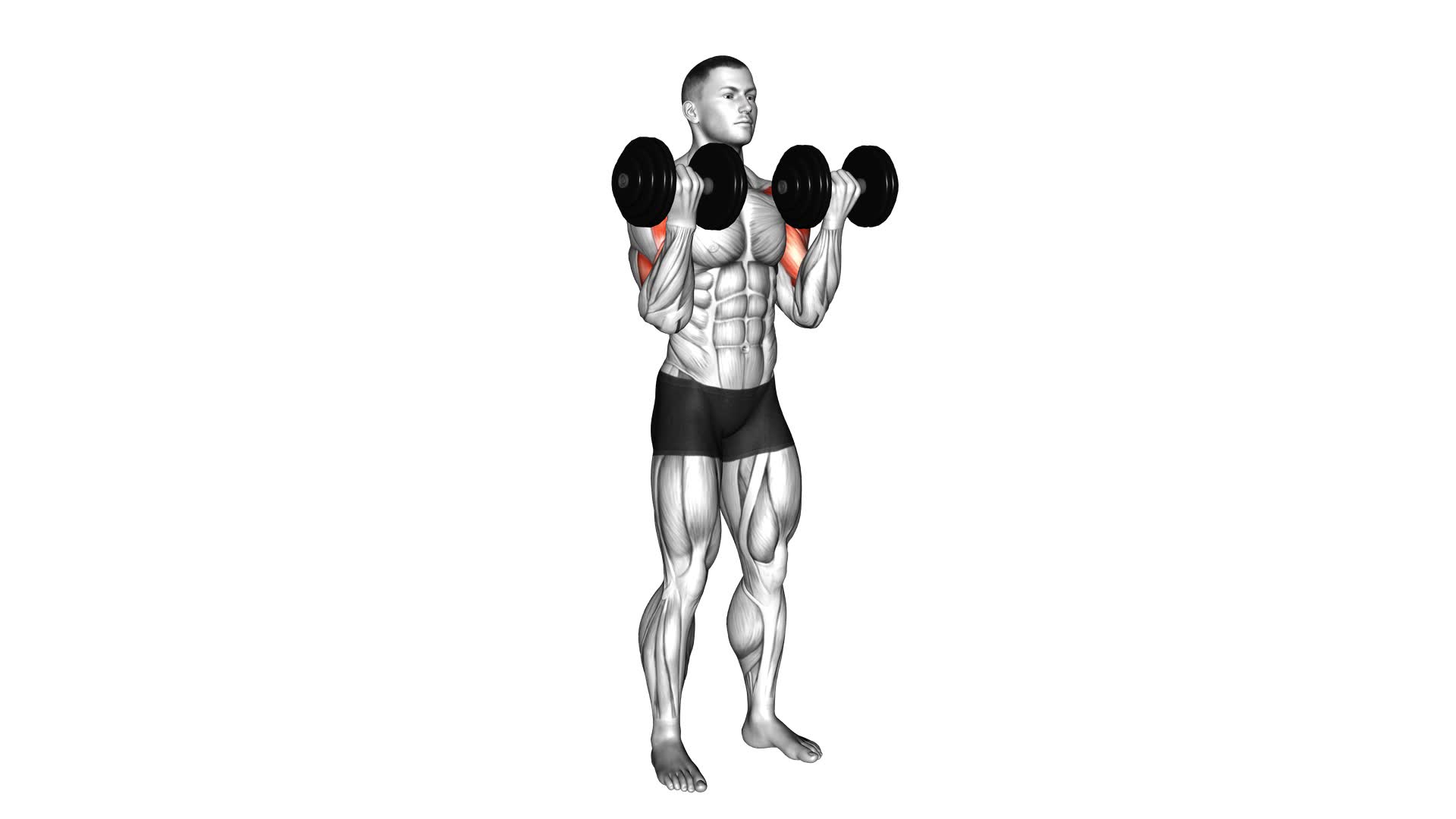 Dumbbell Drag Bicep Curl - Video Exercise Guide & Tips