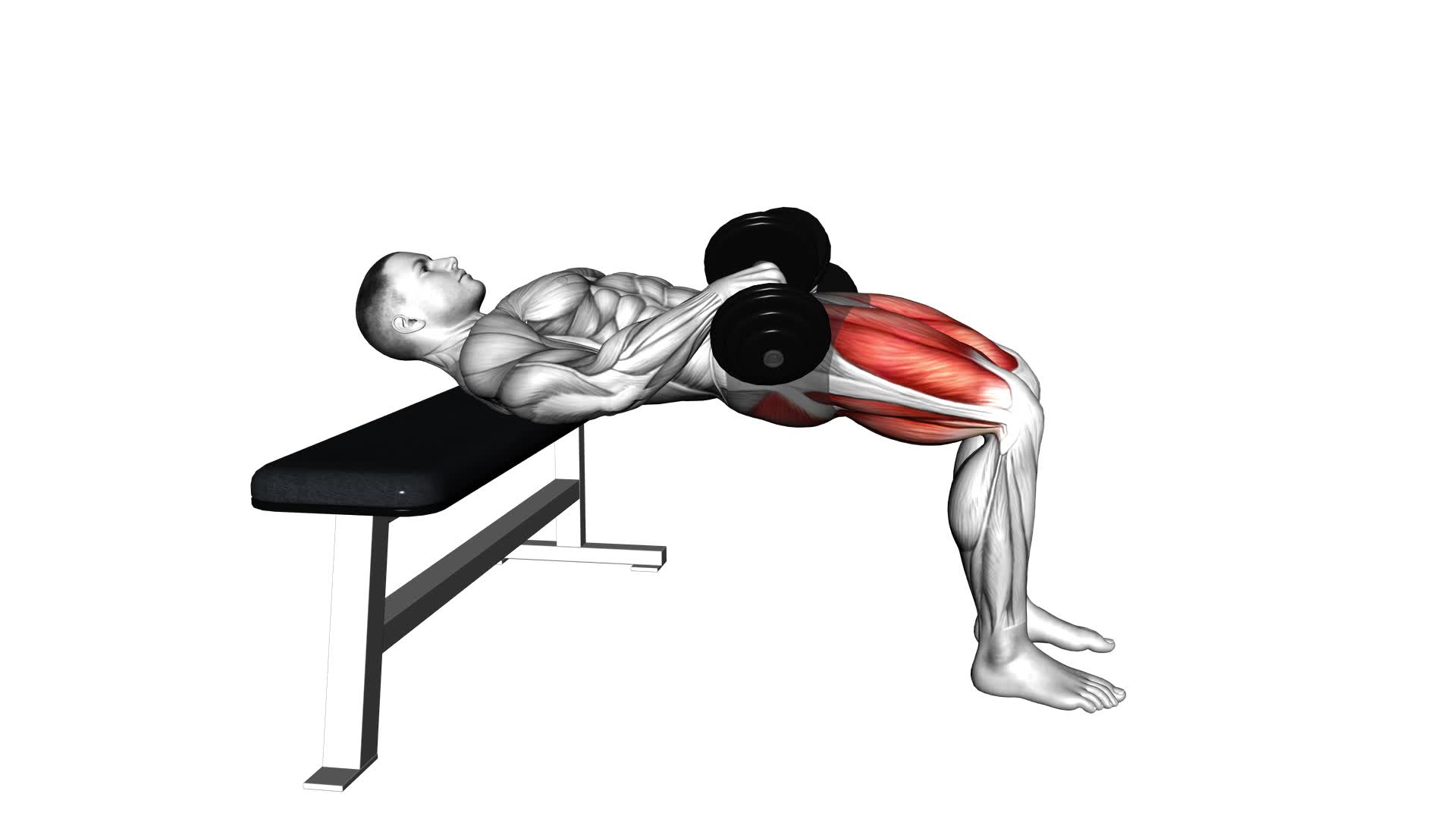 Dumbbell Hip Thrust - Video Exercise Guide & Tips