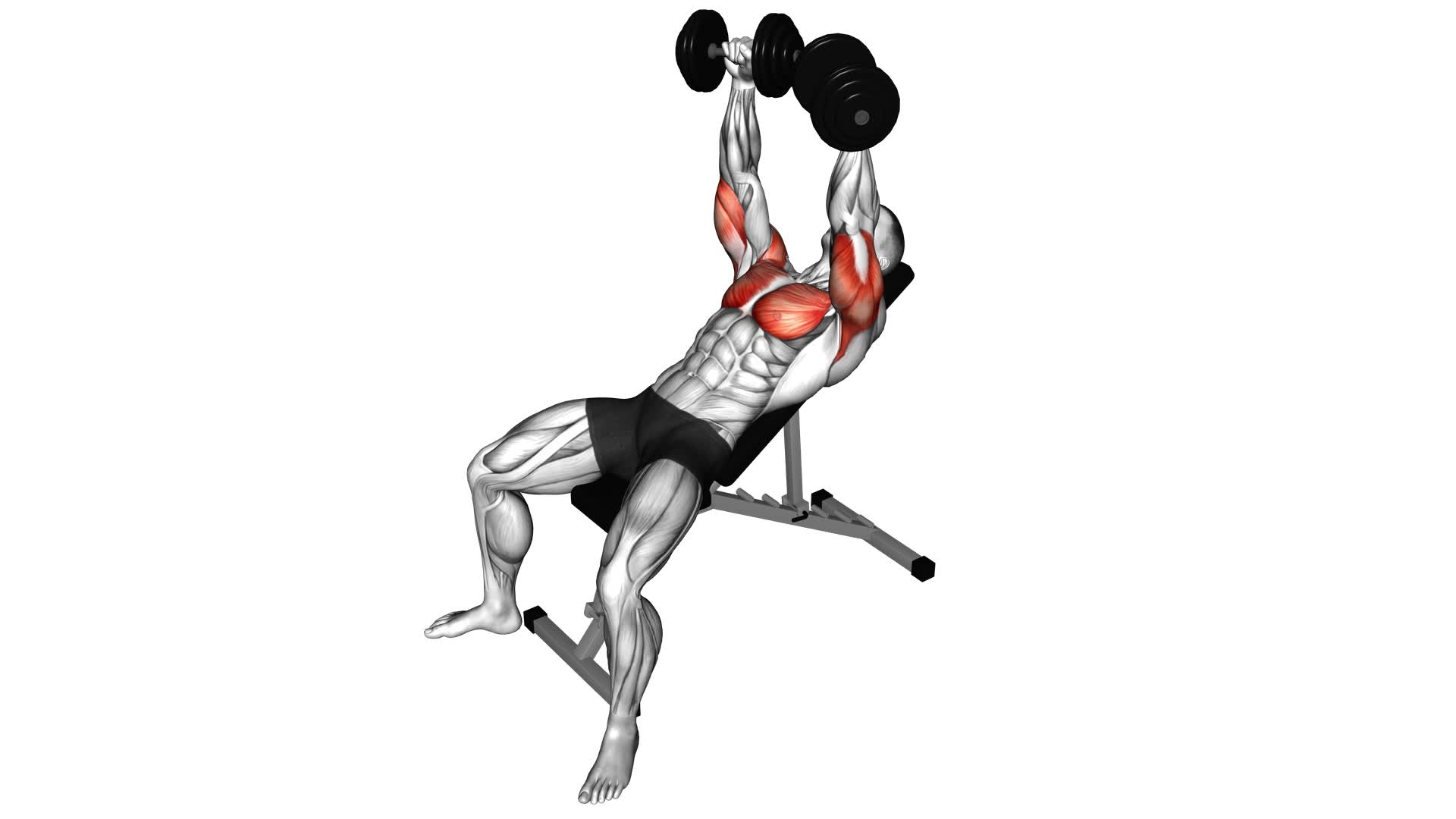 Dumbbell Incline Bench Press: Video Guide & Tips