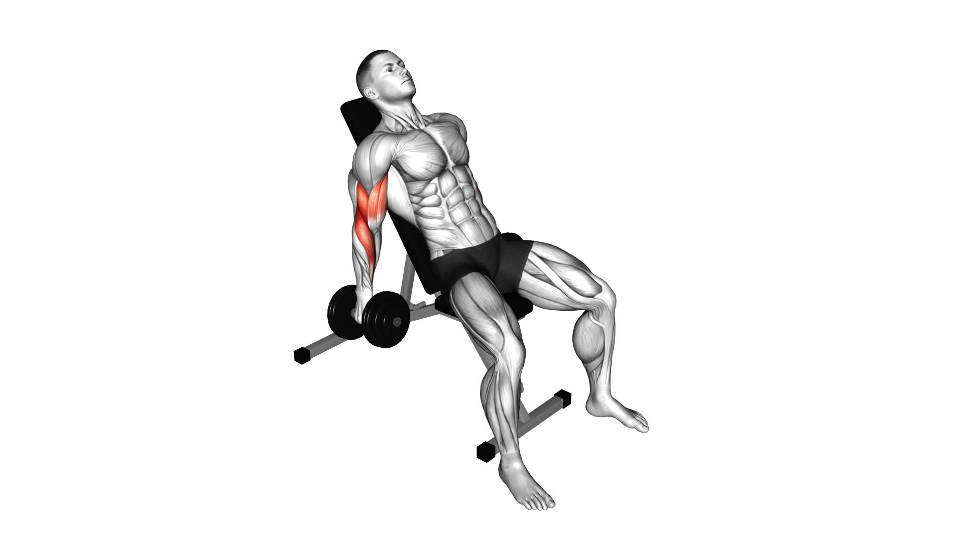 Dumbbell Incline Curl - Video Exercise Guide & Tips