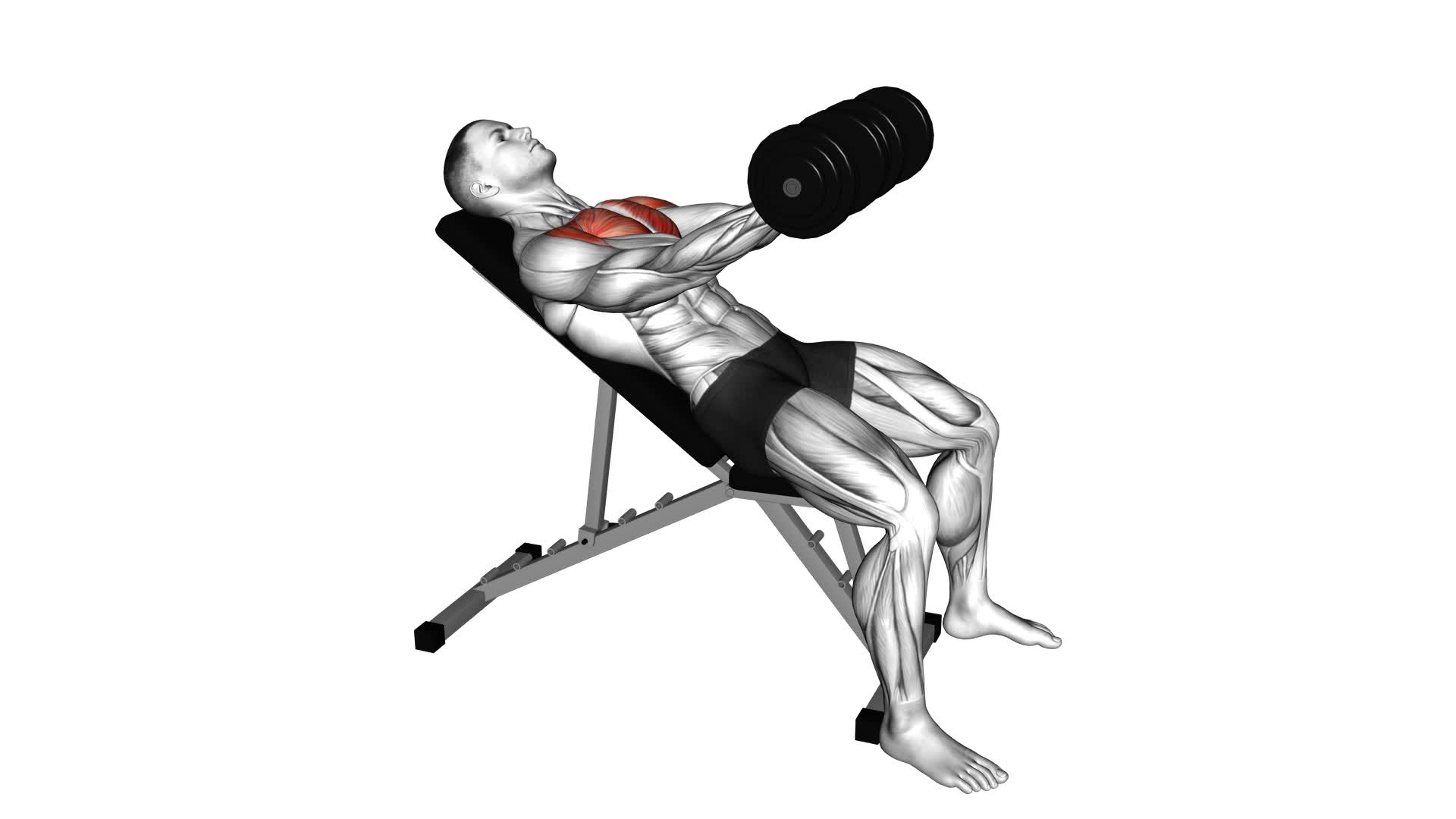 Dumbbell Incline Low Fly - Video Exercise Guide & Tips
