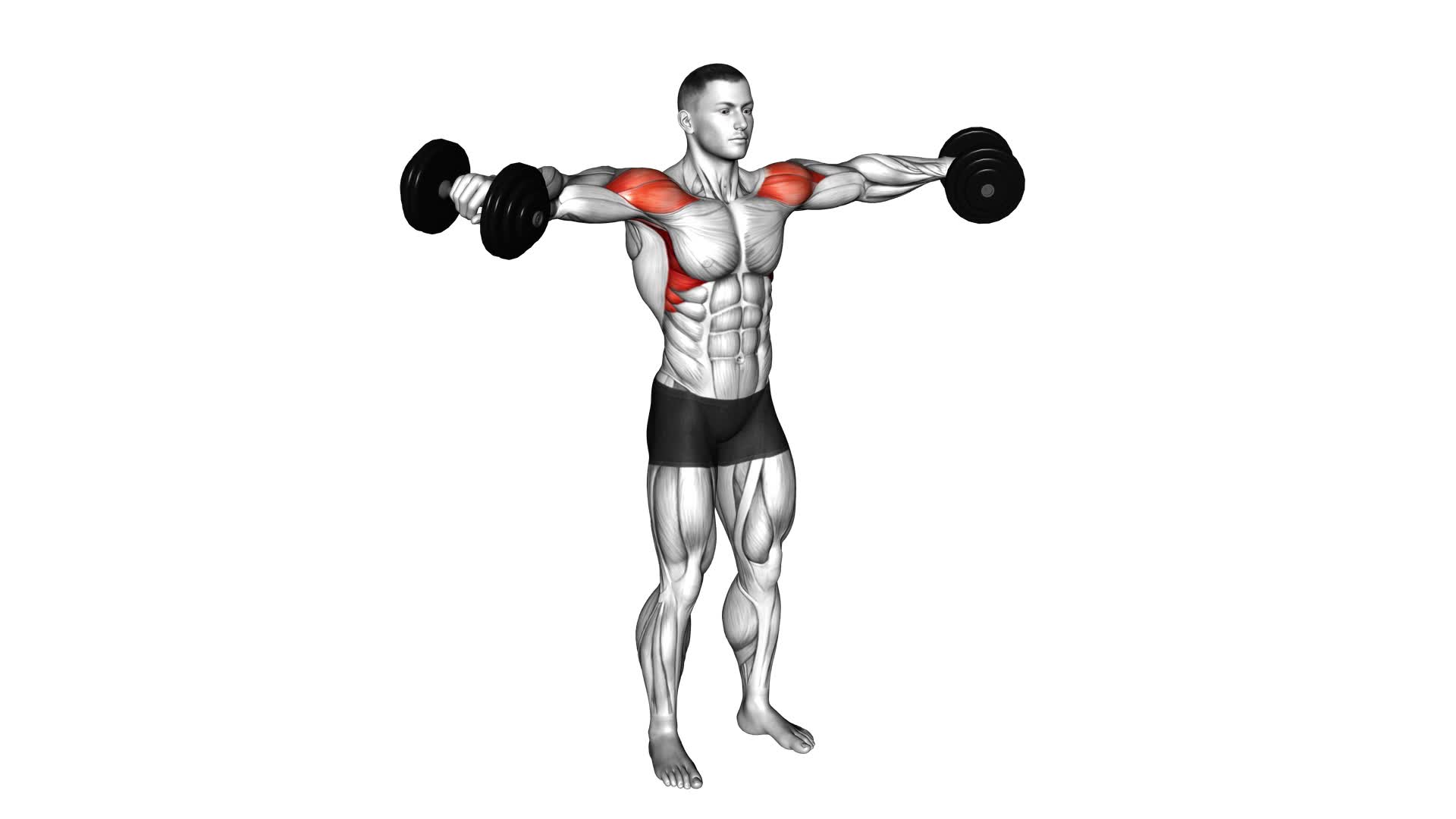 Dumbbell Lateral Raise - Video Exercise Guide & Tips