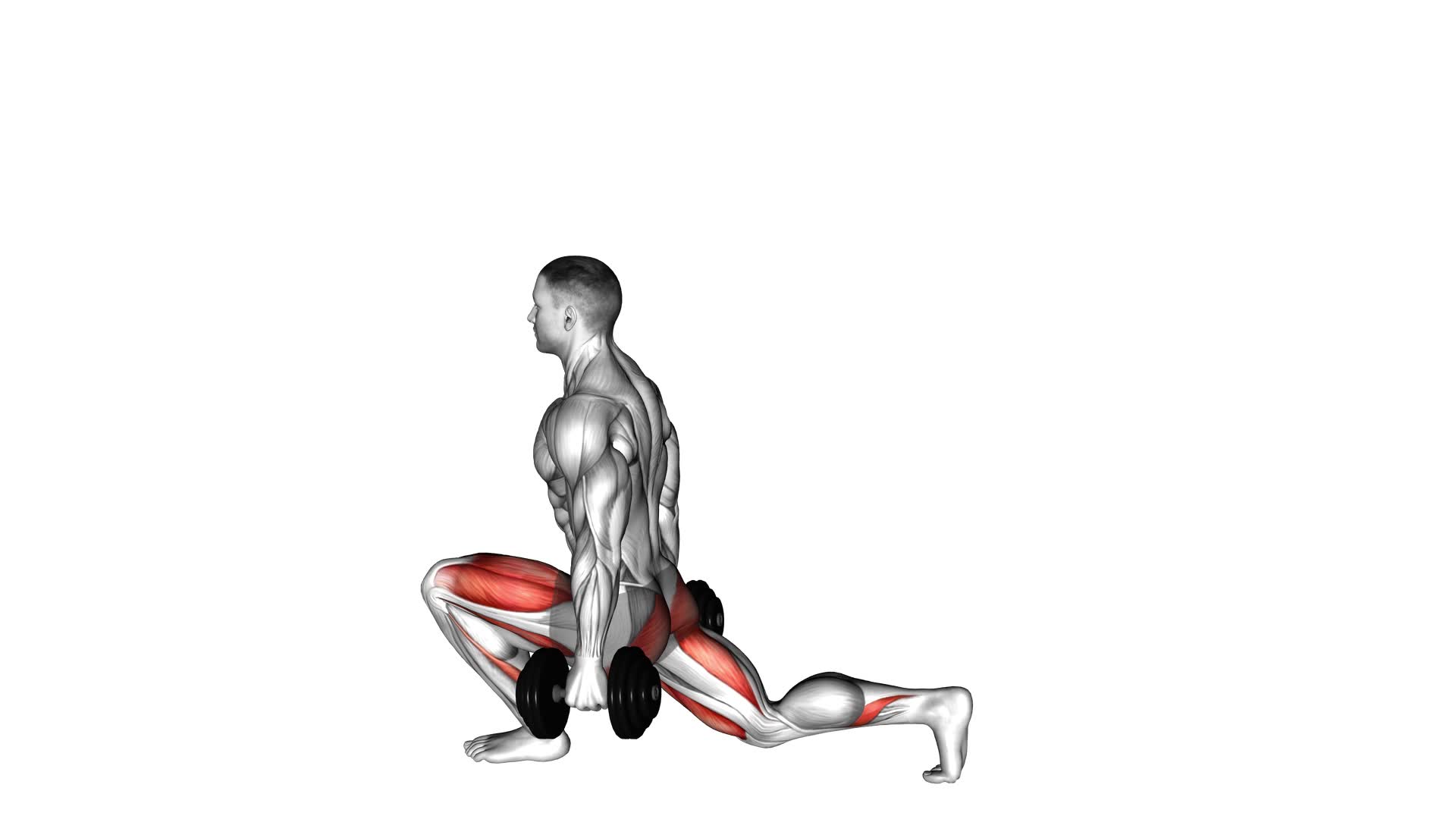 Dumbbell Low Split Squat (male) - Video Exercise Guide & Tips