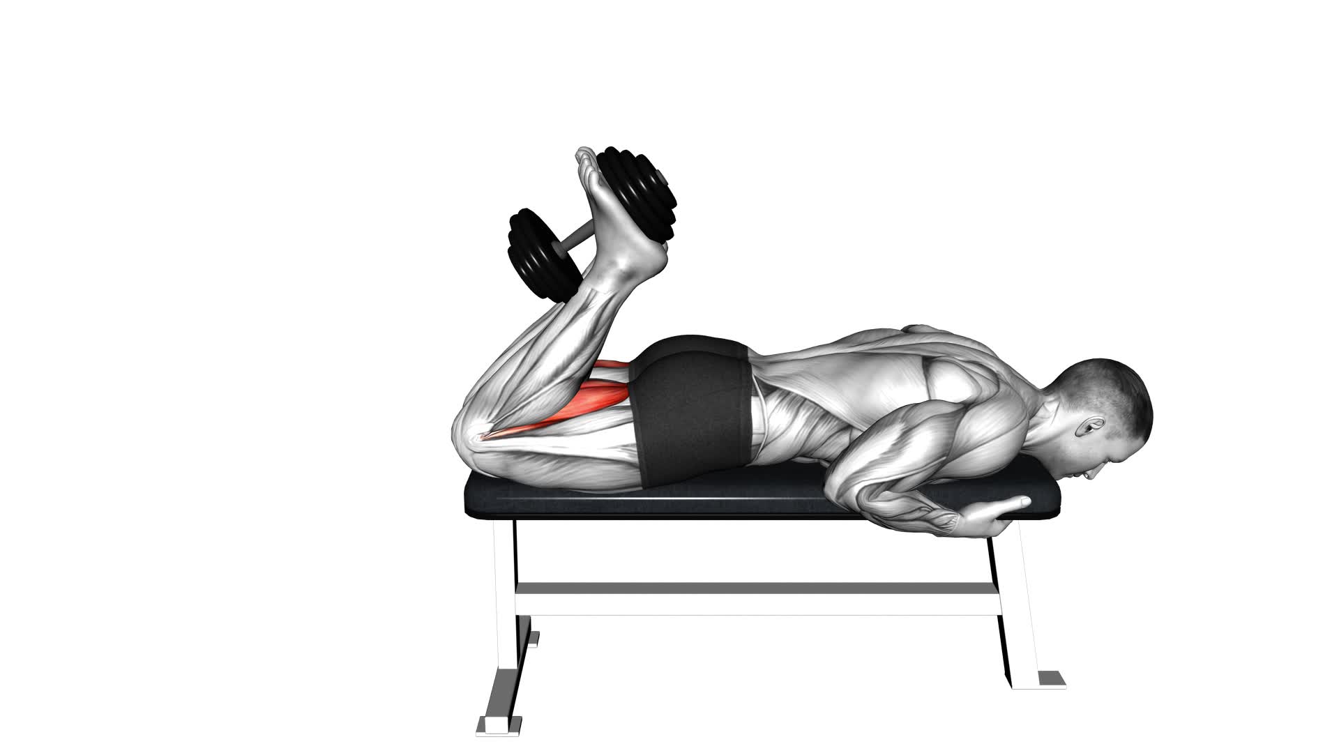 Dumbbell Lying Leg Curl (male) - Video Exercise Guide & Tips