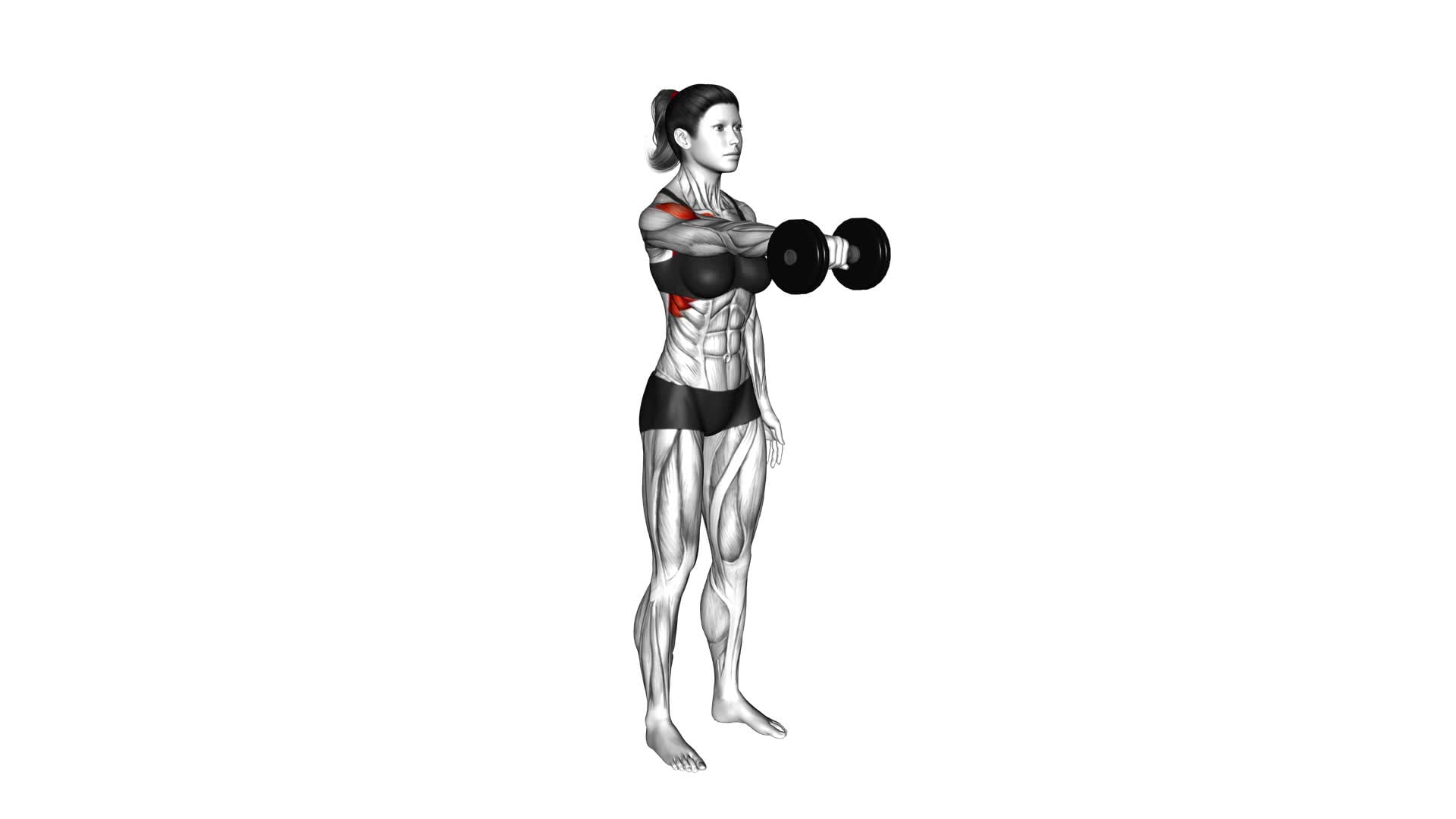 Dumbbell One Arm Front Raise (female) - Video Exercise Guide & Tips