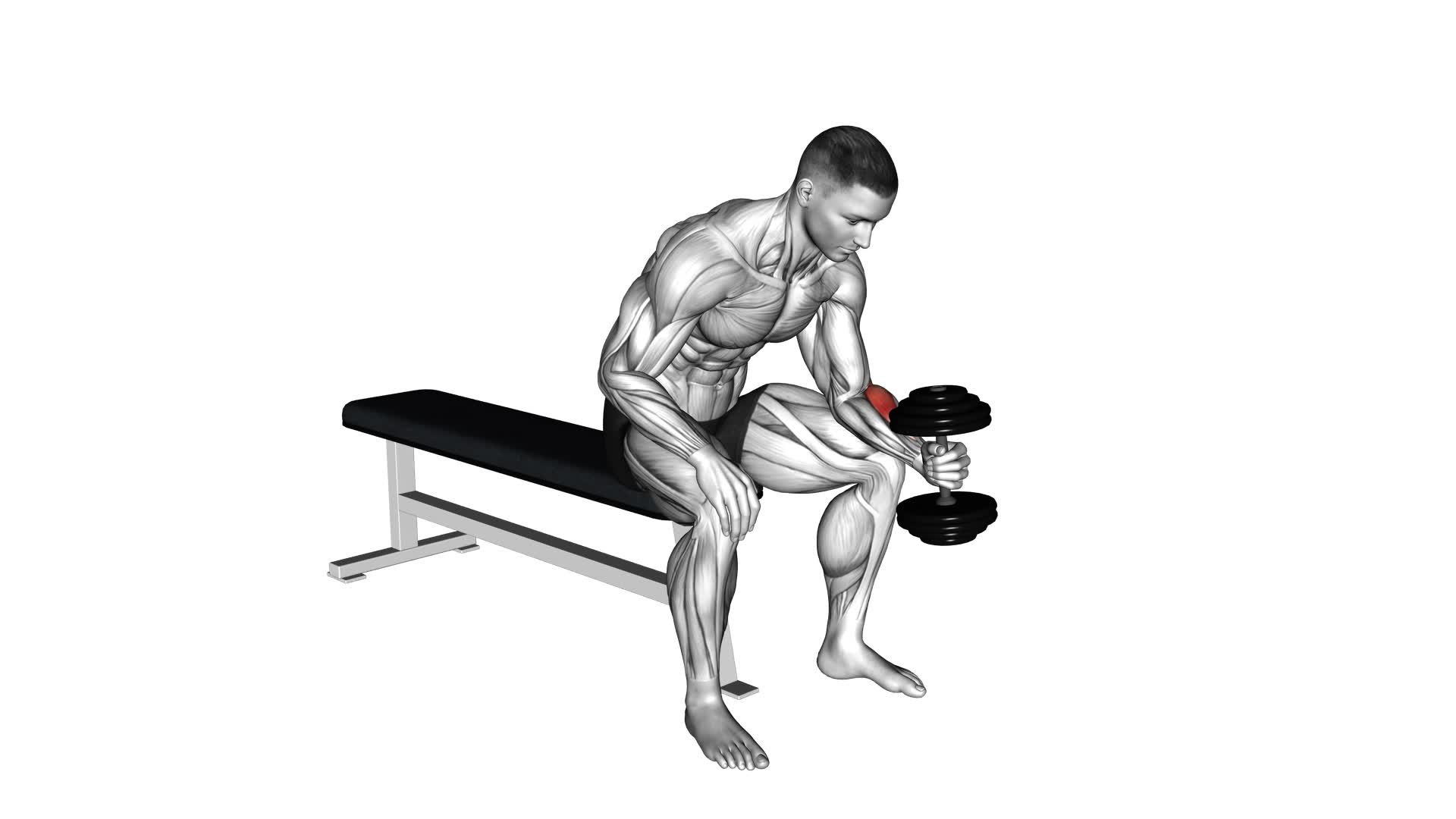 Dumbbell One Arm Seated Neutral Wrist Curl - Video Exercise Guide & Tips