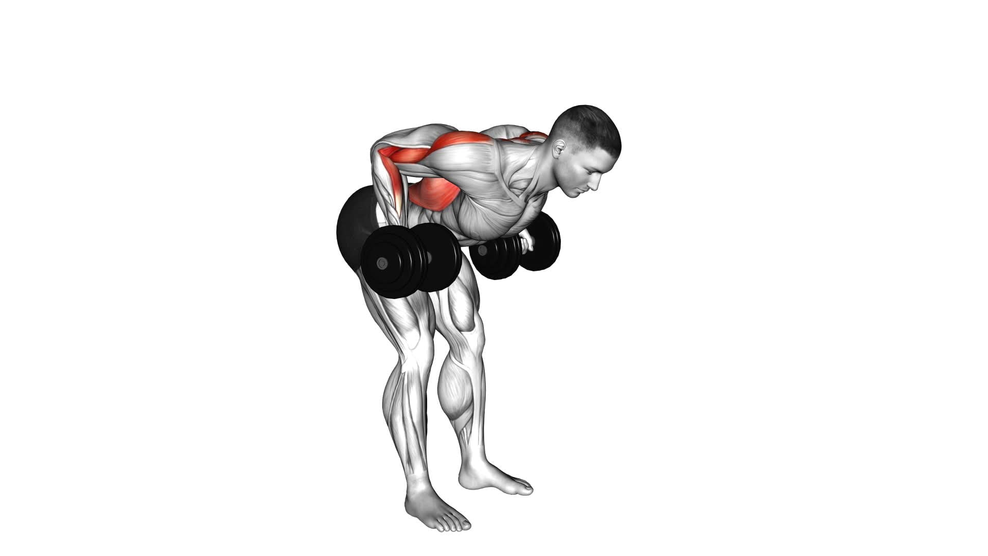 Dumbbell Palm Rotational Bent-Over Row - Video Exercise Guide & Tips