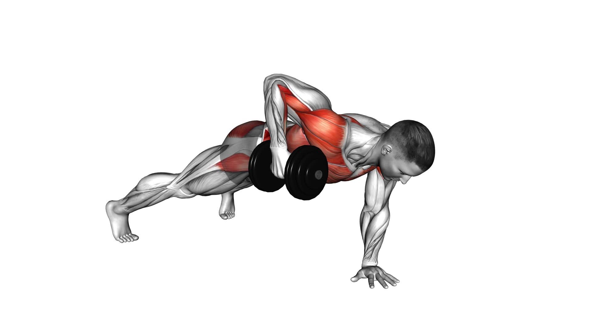 Dumbbell Plank Row (male) - Video Exercise Guide & Tips