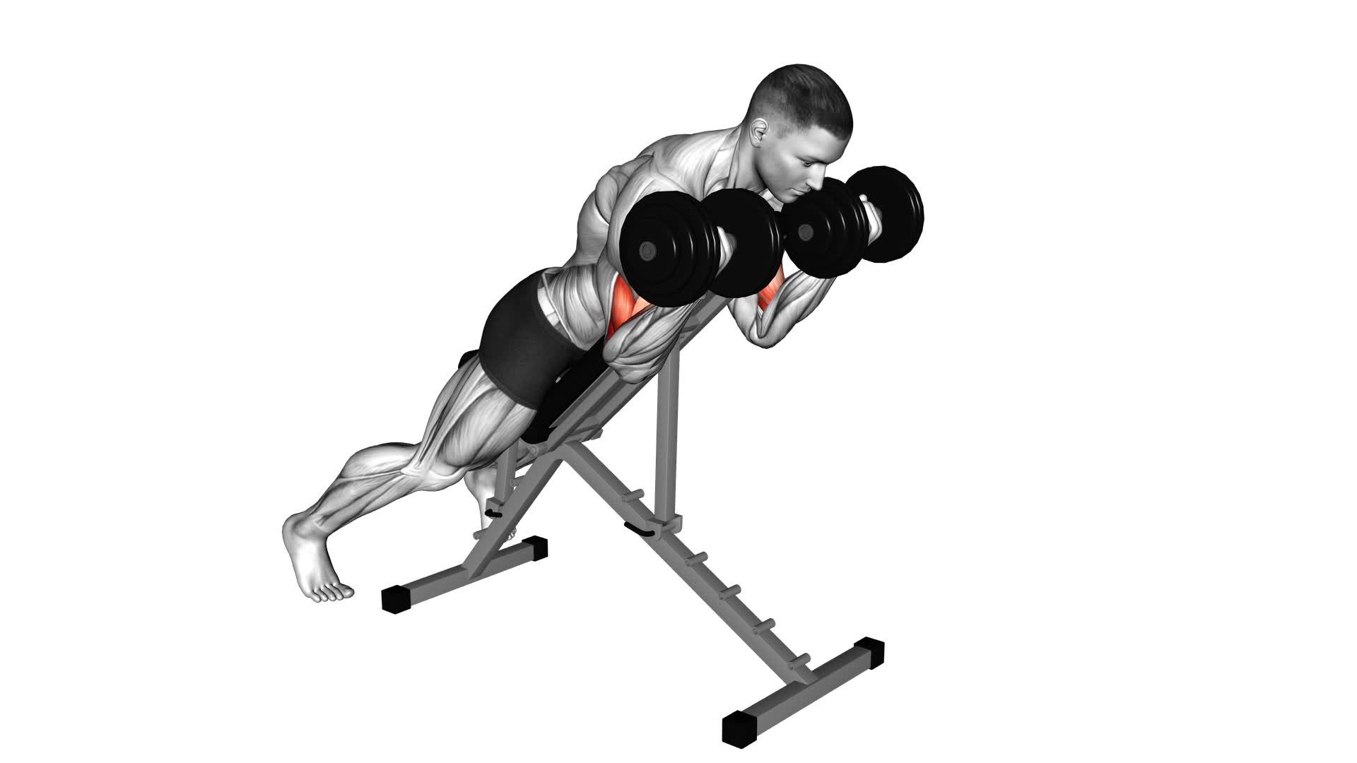 Dumbbell Prone Incline Curl - Video Exercise Guide & Tips