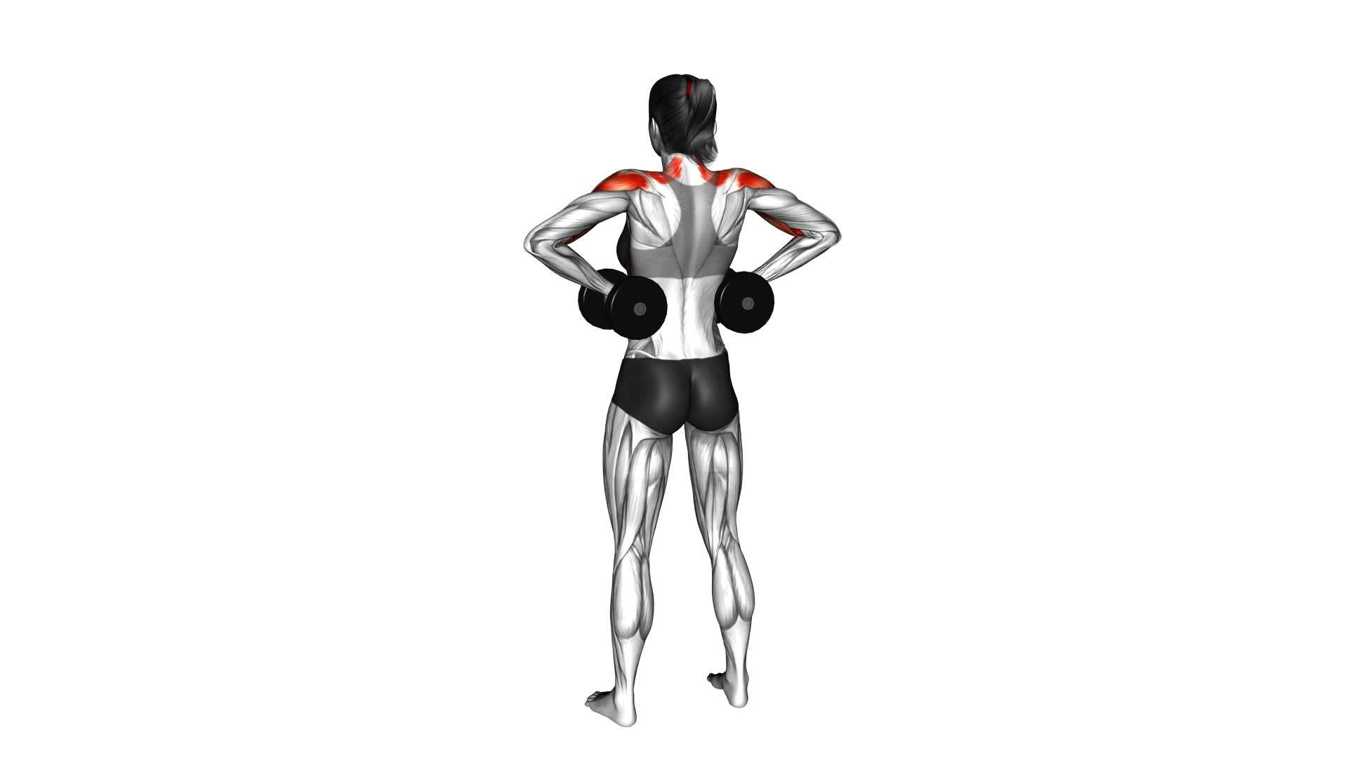 Dumbbell Rear Delt Raise (female) - Video Exercise Guide & Tips